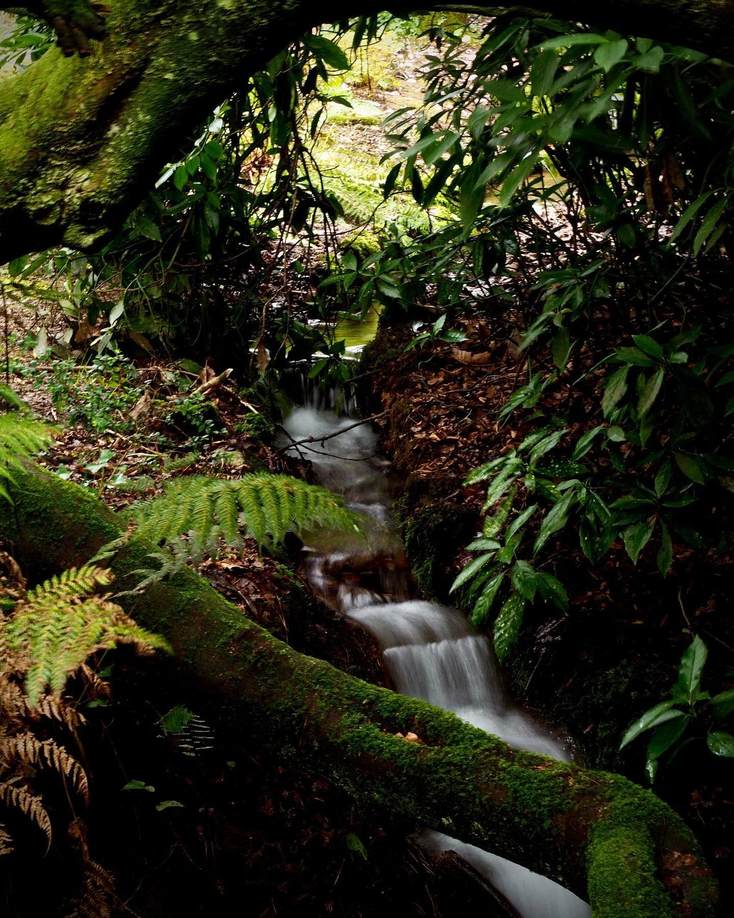 In January I set some goals for personal growth in 2023. One goal was to find a way to capture my year in Cornwall and express more creativity. 

So it was that I came to be messing around with my camera before opening hours at Trengwainton this week