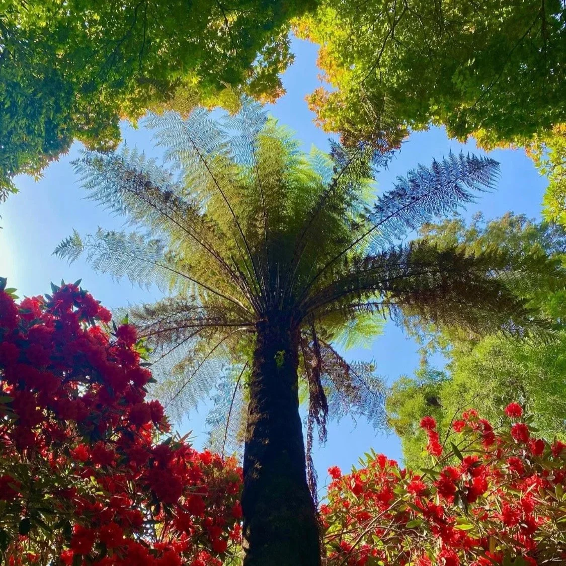 A view up into a palm tree and red rhododendron bushes.