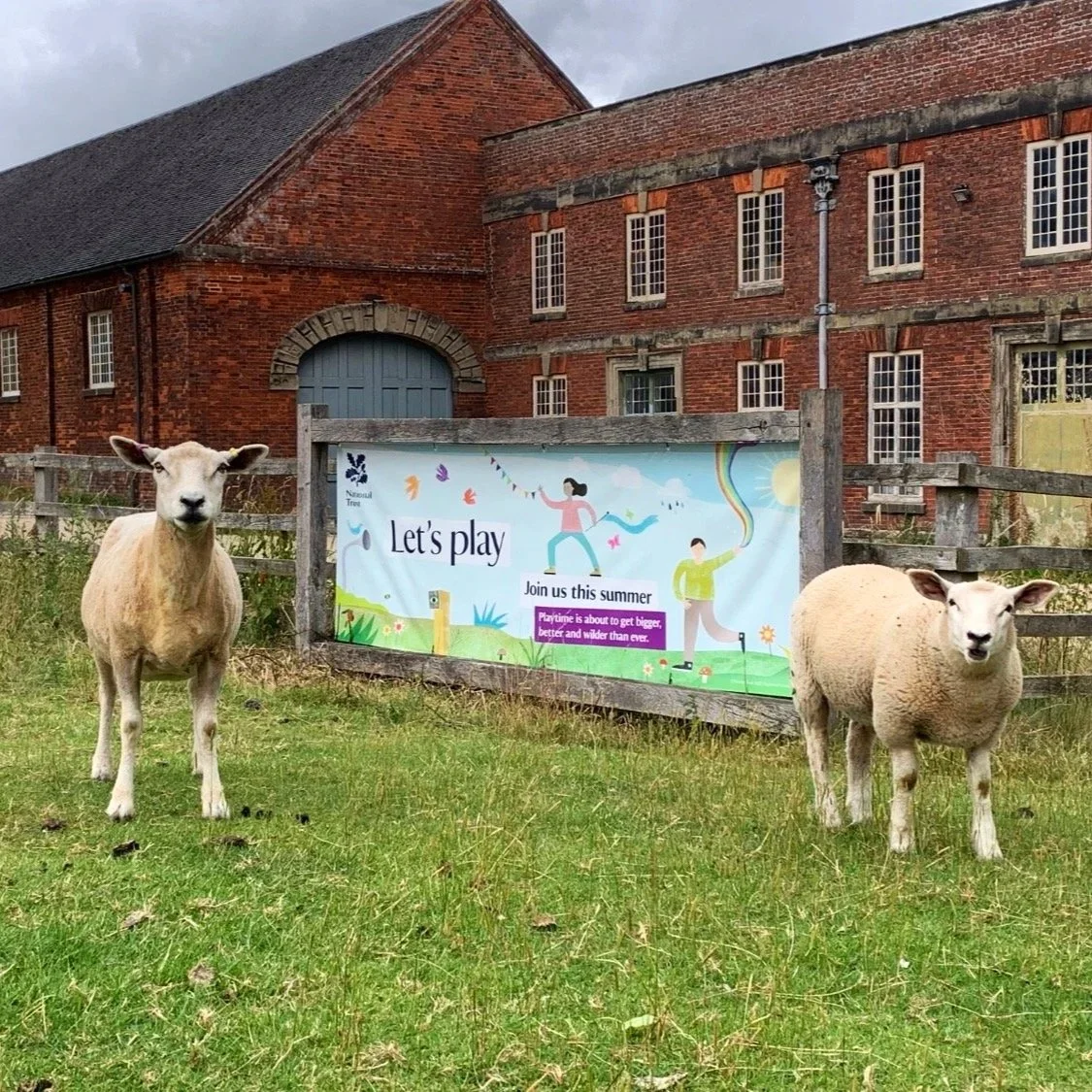 Two sheep stand in front of a Let's Play banner at Calke.