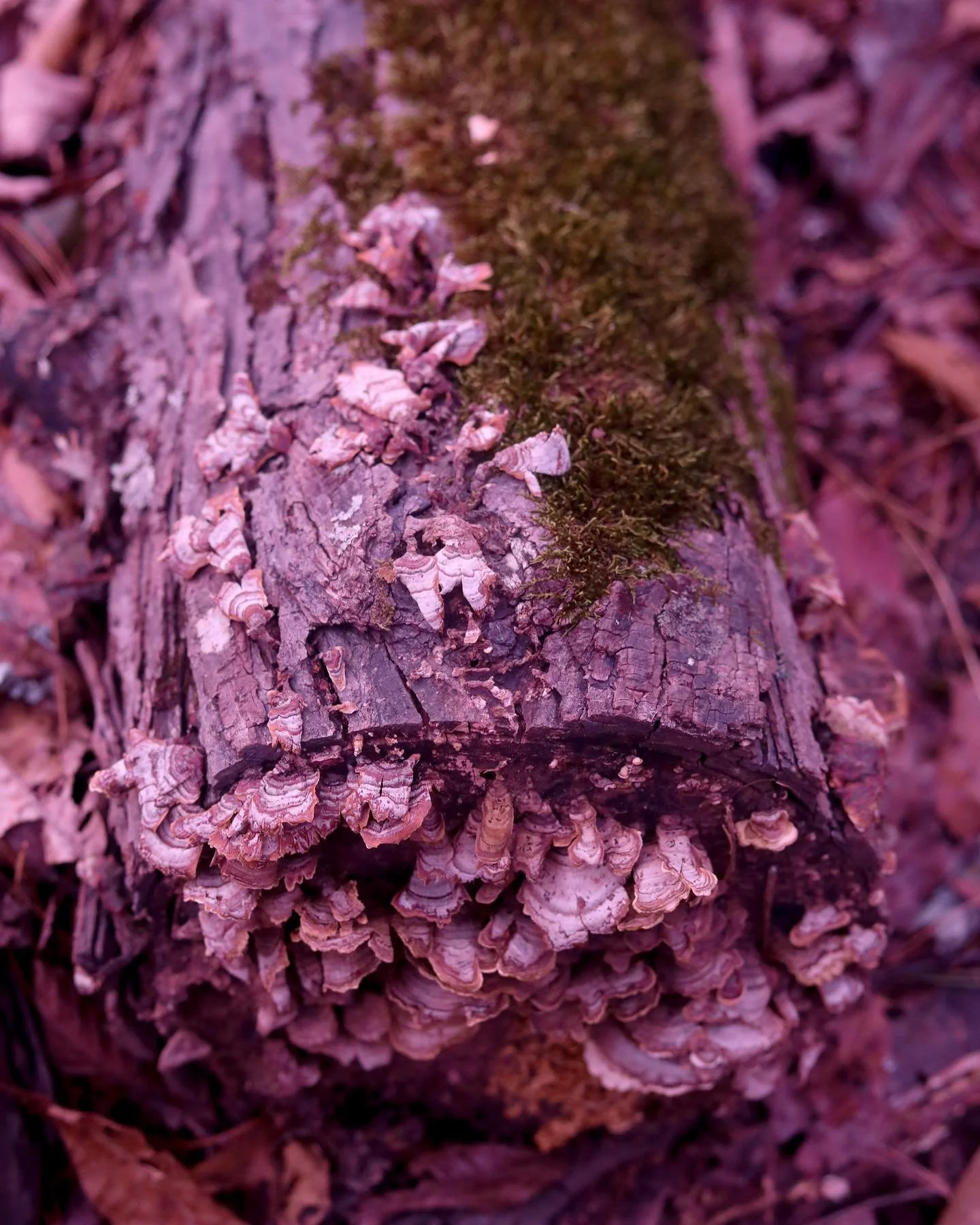 details of a nature, a different subject than I usually photograph. I love how these turned out🌿Mother Nature is such a beautiful thing to capture. I remember being 11 years old and capturing the sunsets and the trees. I still love moss just as much