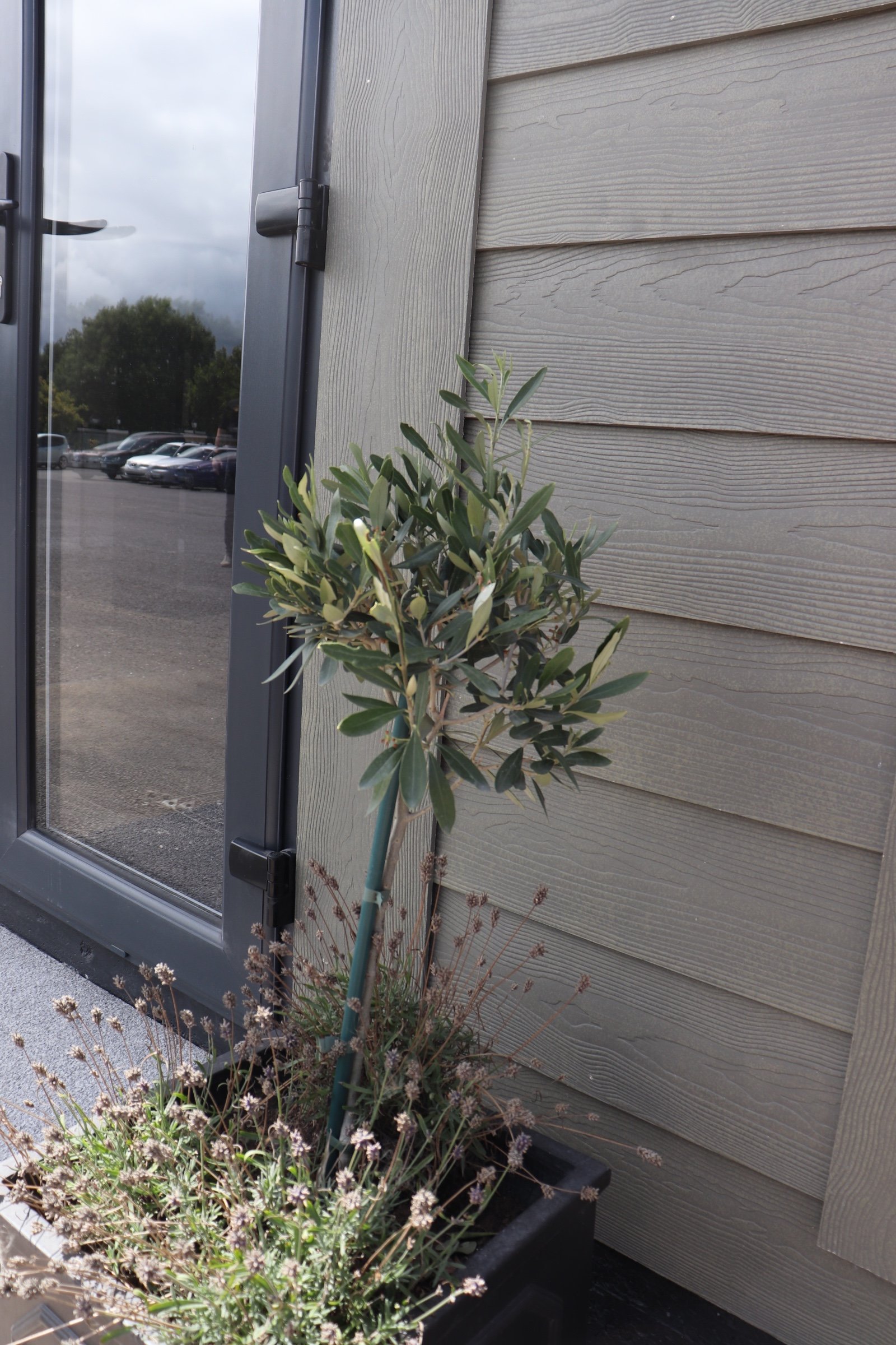 A potted plant with green leaves next to a building with Duraboard fibre cement board siding, near a french double glazed glass door with a handle and latch, and a parking lot visible through the glass.
