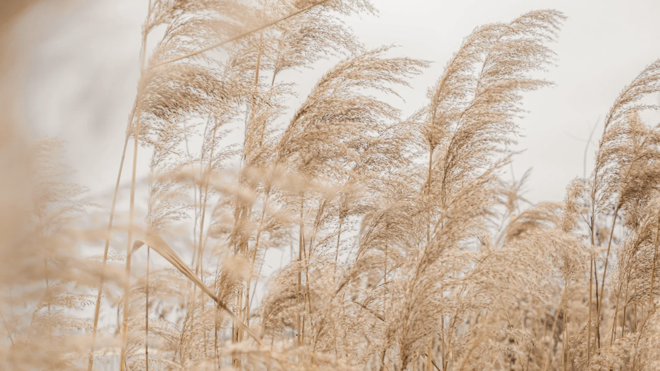 Gräser im Wind vor einem hellen Himmel
