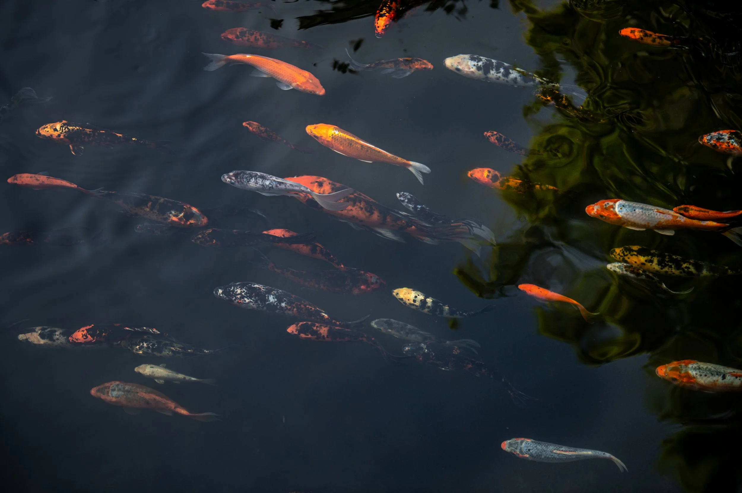 17. Piscina Flor y Canto