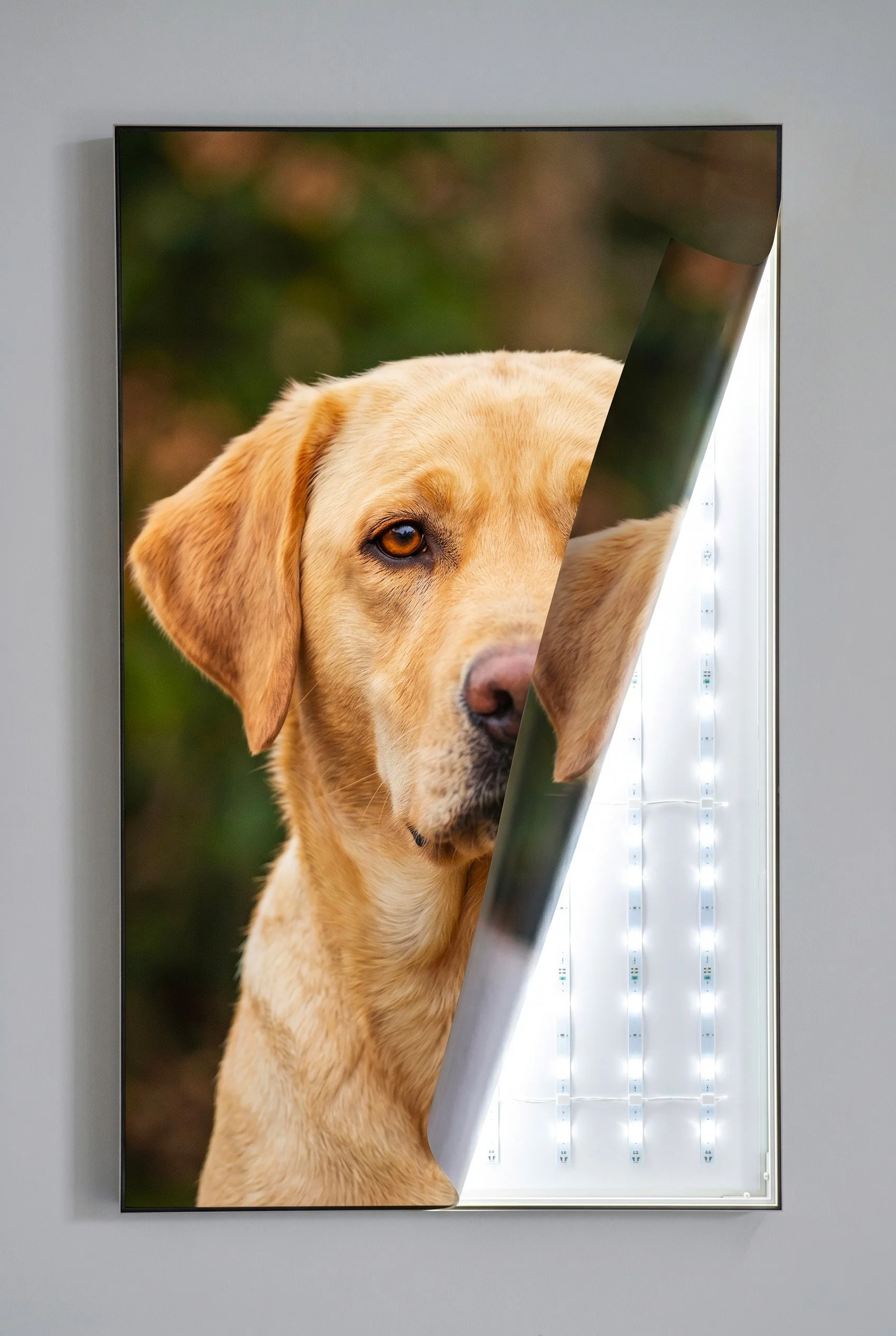 A partial view of a large digital screen showing an image of a golden retriever puppy, with a portion of the screen folded back to reveal the internal LED lights.