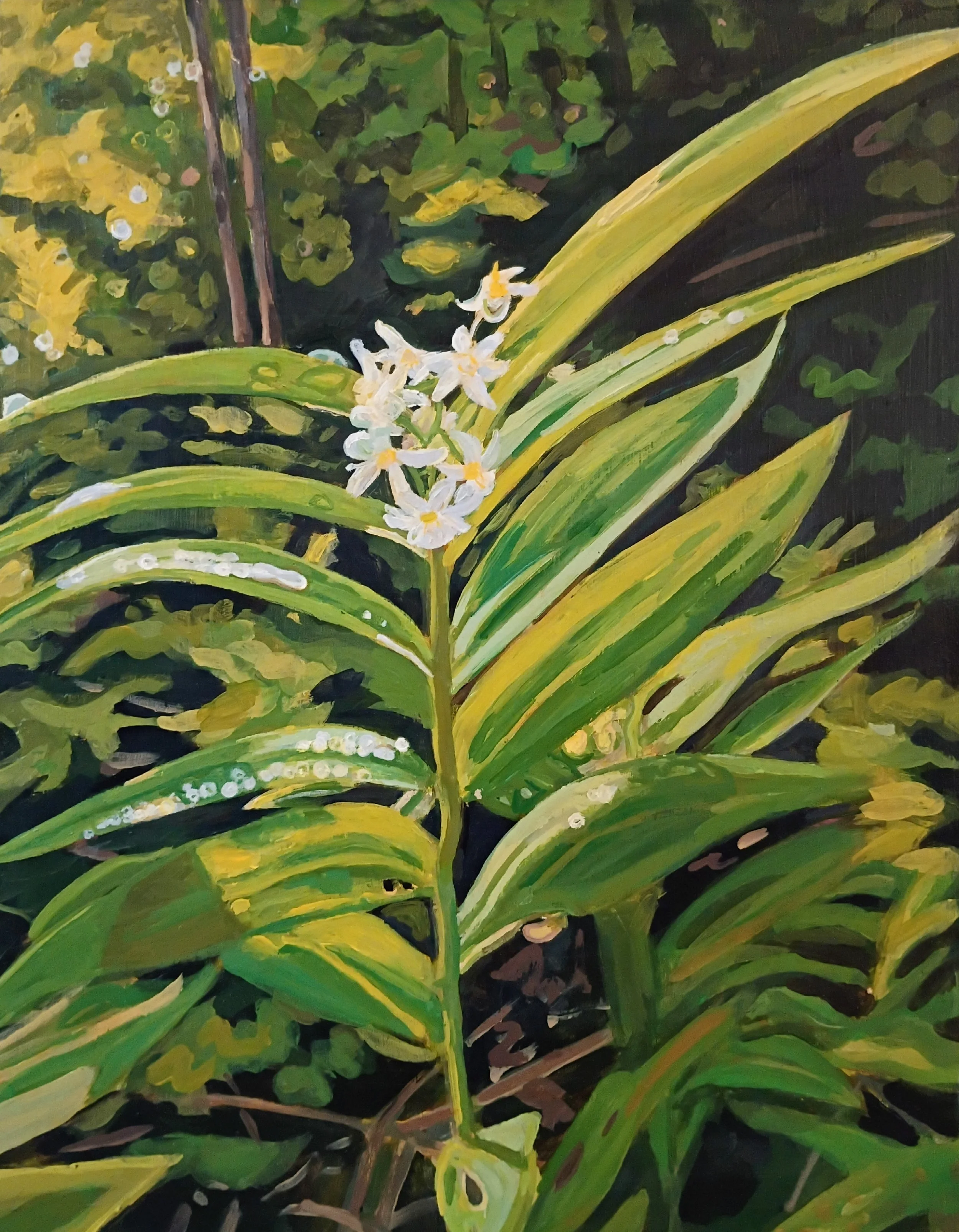 "Star-flowered Lily-of-the-valley with Raindrops"
2026, Acrylic on panel, 14X11".
A Star-flowered Lily-of-the-valley (Maianthemum stellatum) on a spring day after a rainstorm.
