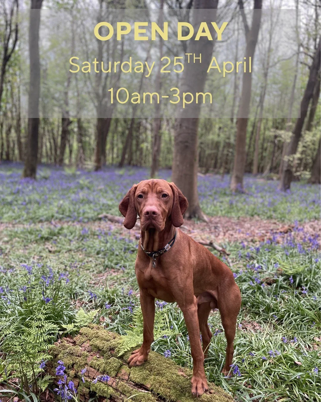 🐾 You are invited to our open day🐾

We are excited to welcome you to an exclusive preview of the practice. While we are not quite open for business just yet, we would love for you to come along, have a look around, and meet the friendly faces behin