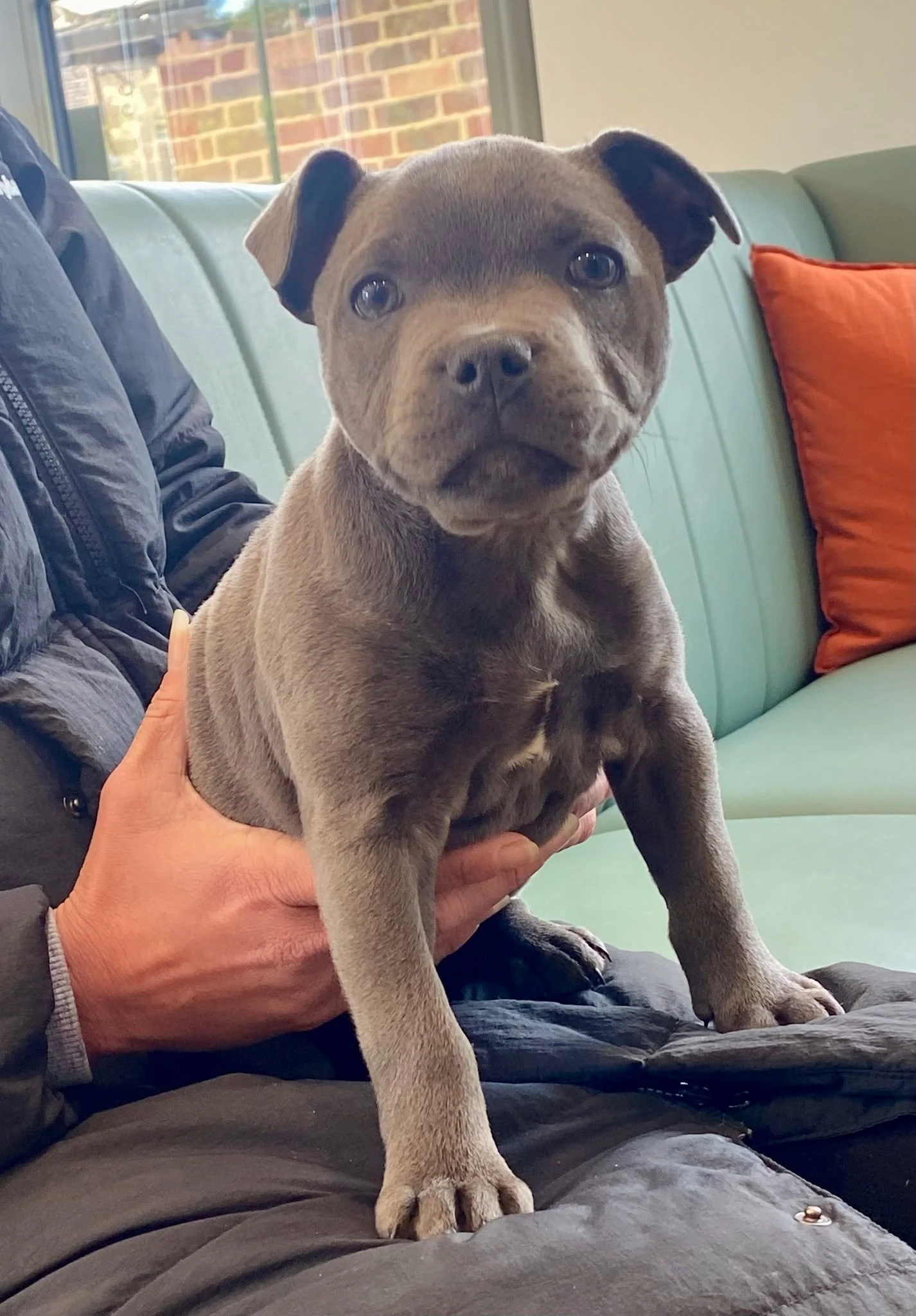We are continuing to meet lots of your lovely pets. Here is Chance who came in this morning for his next puppy vaccination! 🐶💉
He was very brave for Sophie and enjoyed a little liver paste as a tasty treat afterwards. 😊