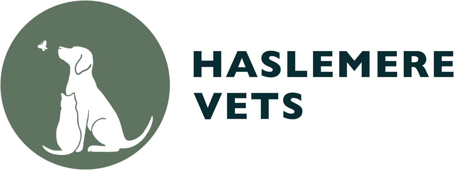 Haslemere Vets