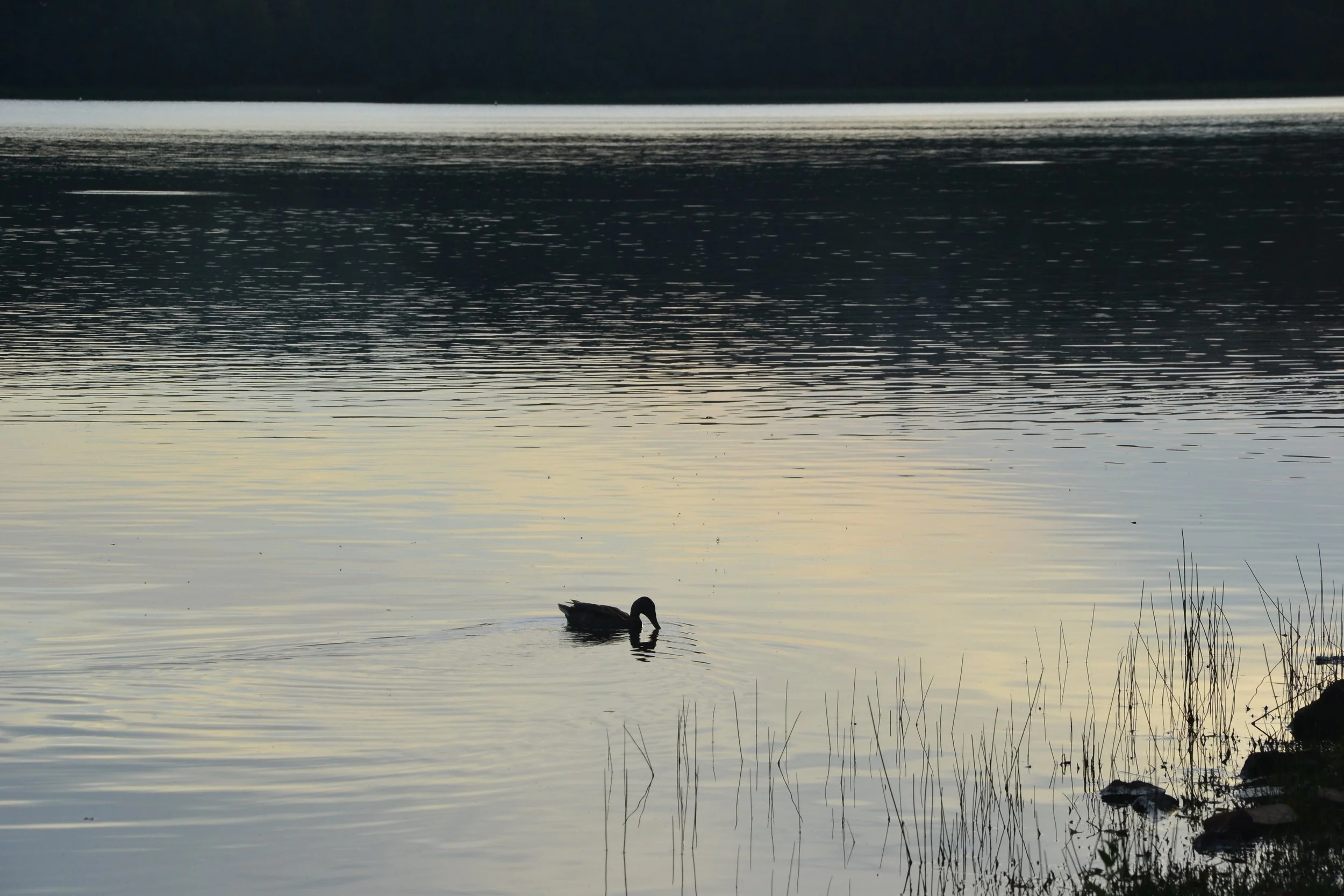 Aprender a escuchar: una responsabilidad en las relaciones