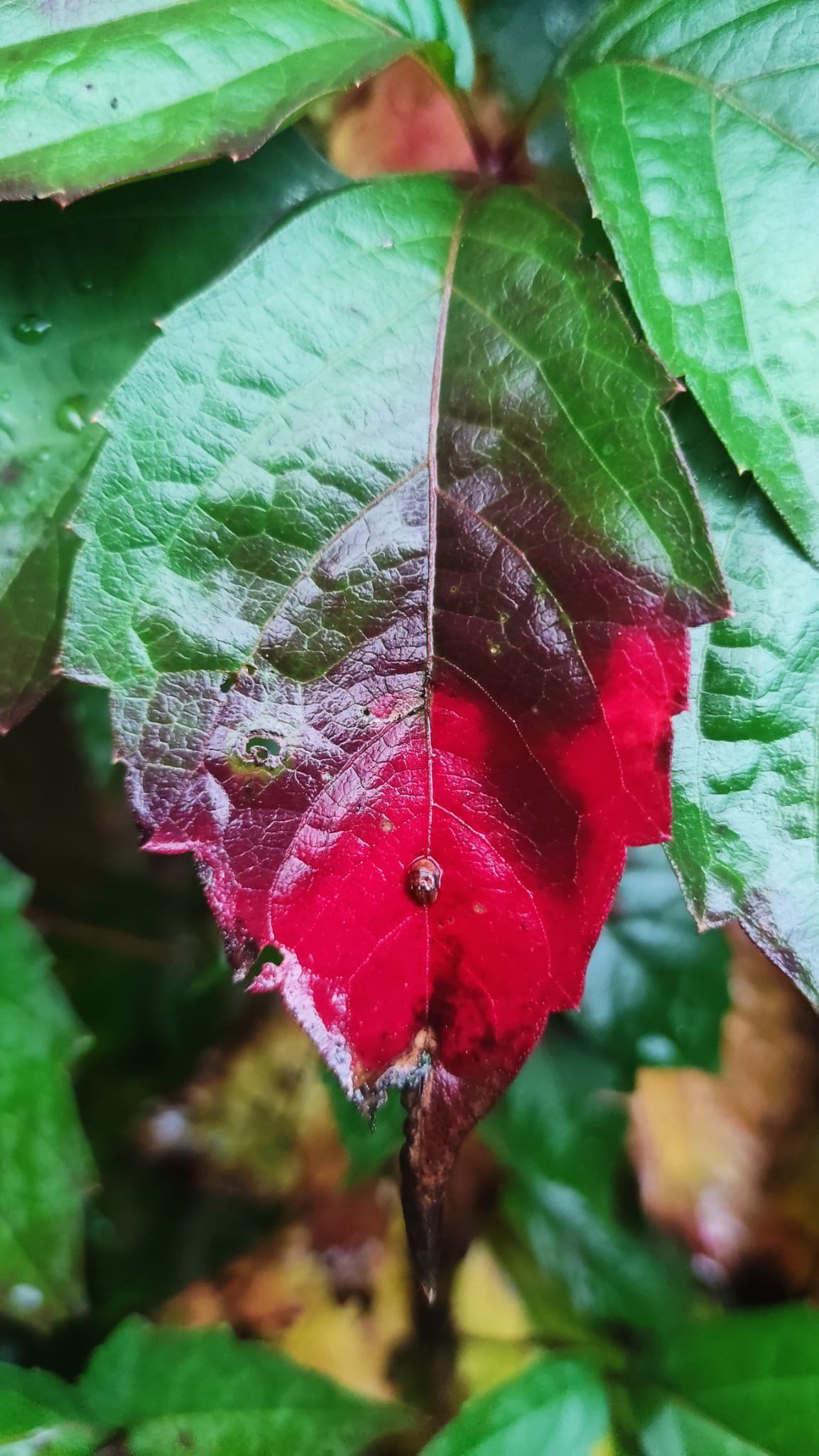 El ánimo que cae como las hojas en el otoño