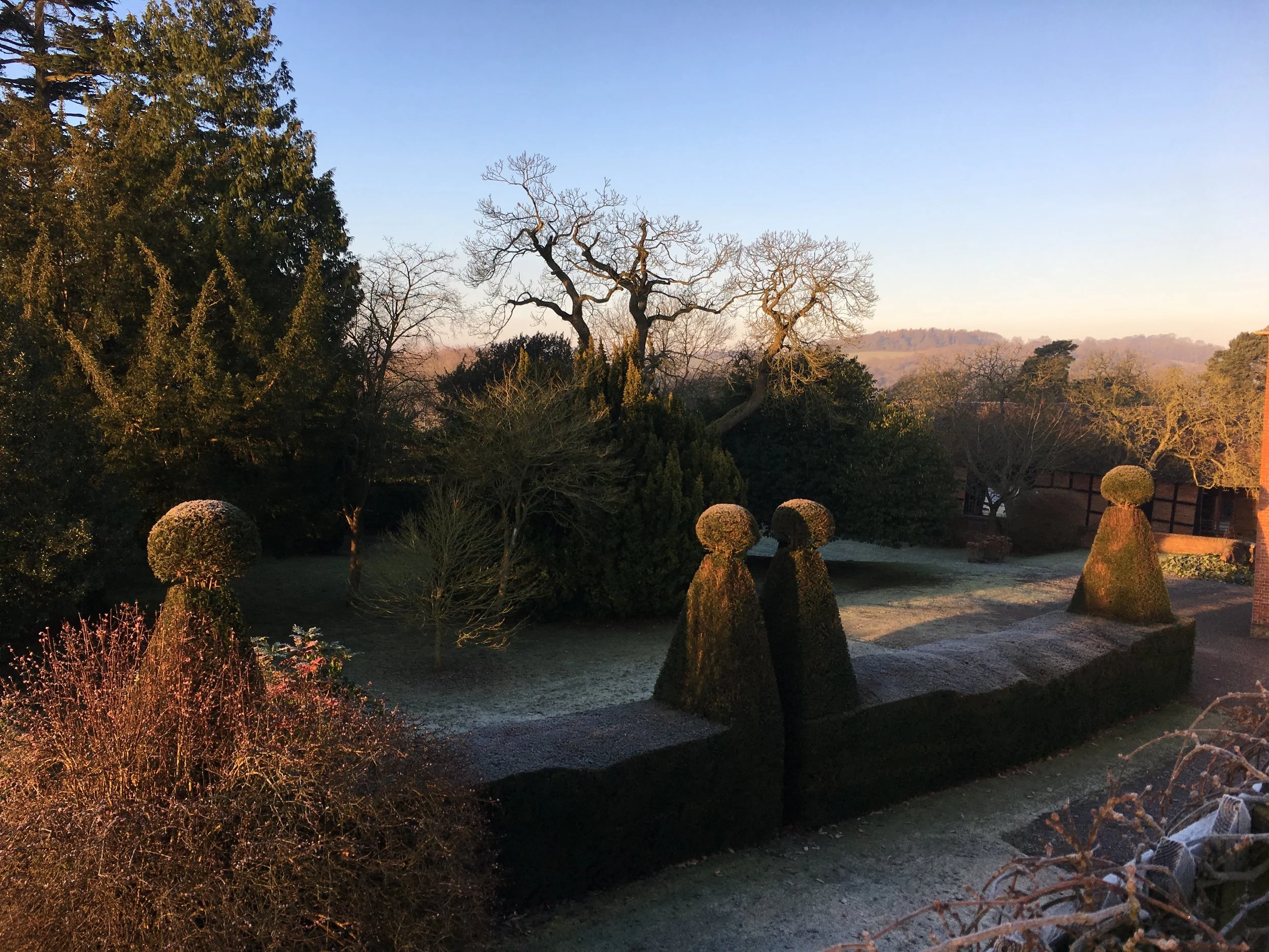 Frost on the topiary at Barton Court