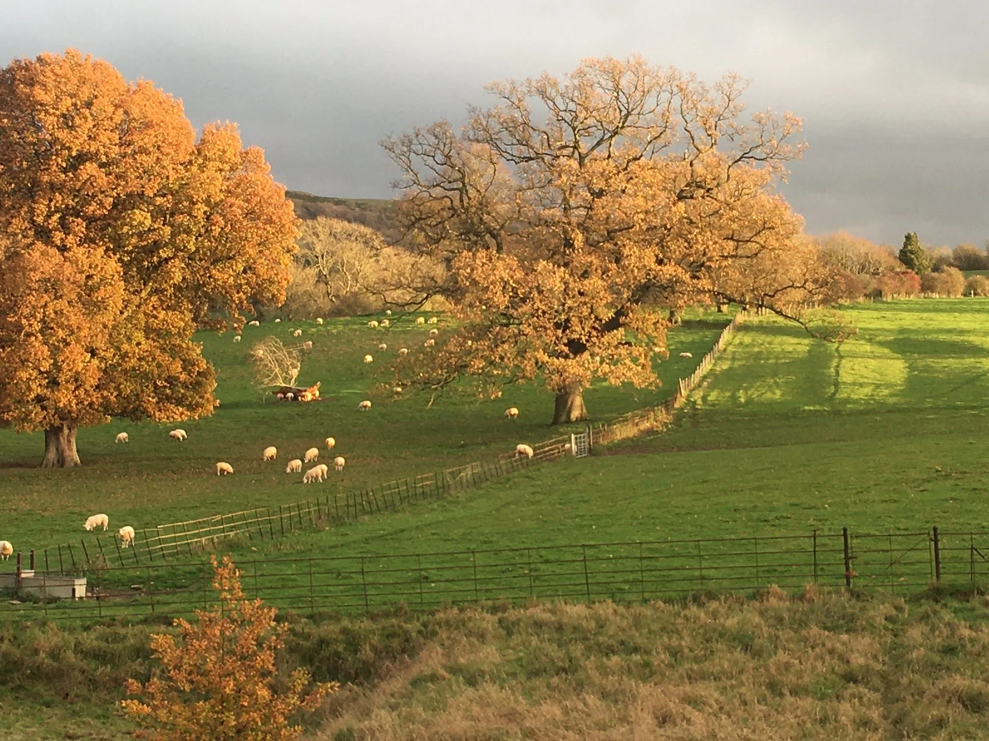 Sheep grazing in the field across the bridge
