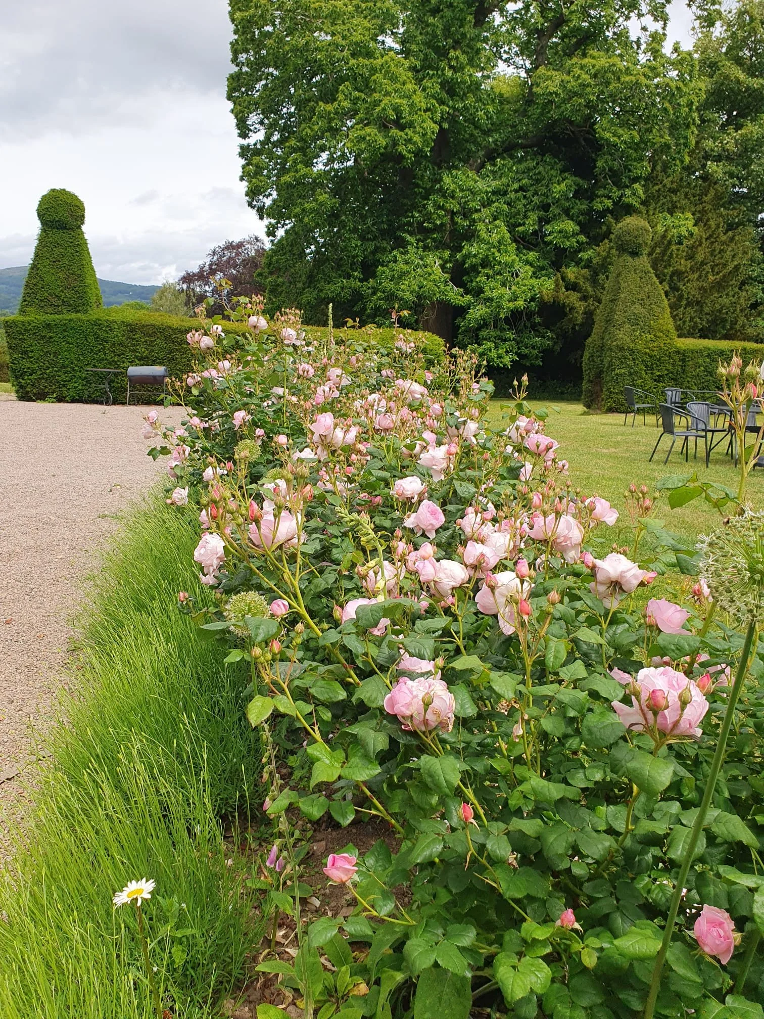 Fragrant roses frame the lawn