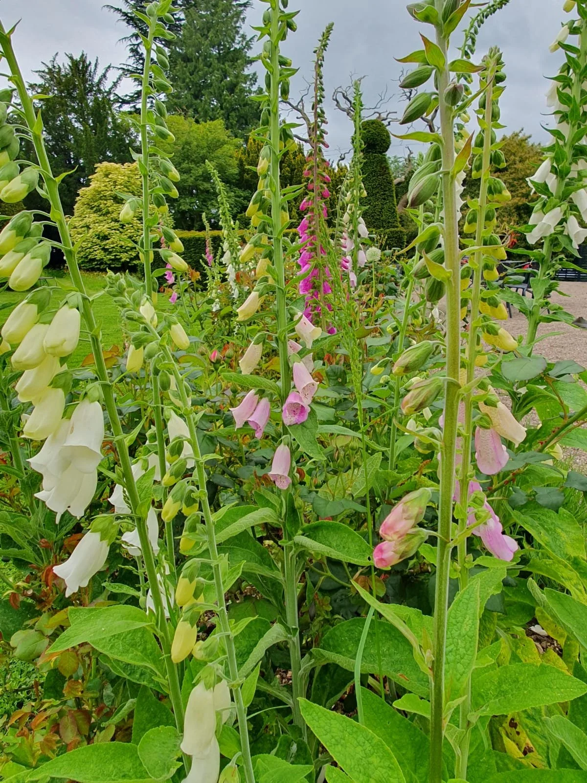 Summer flowers proliferate