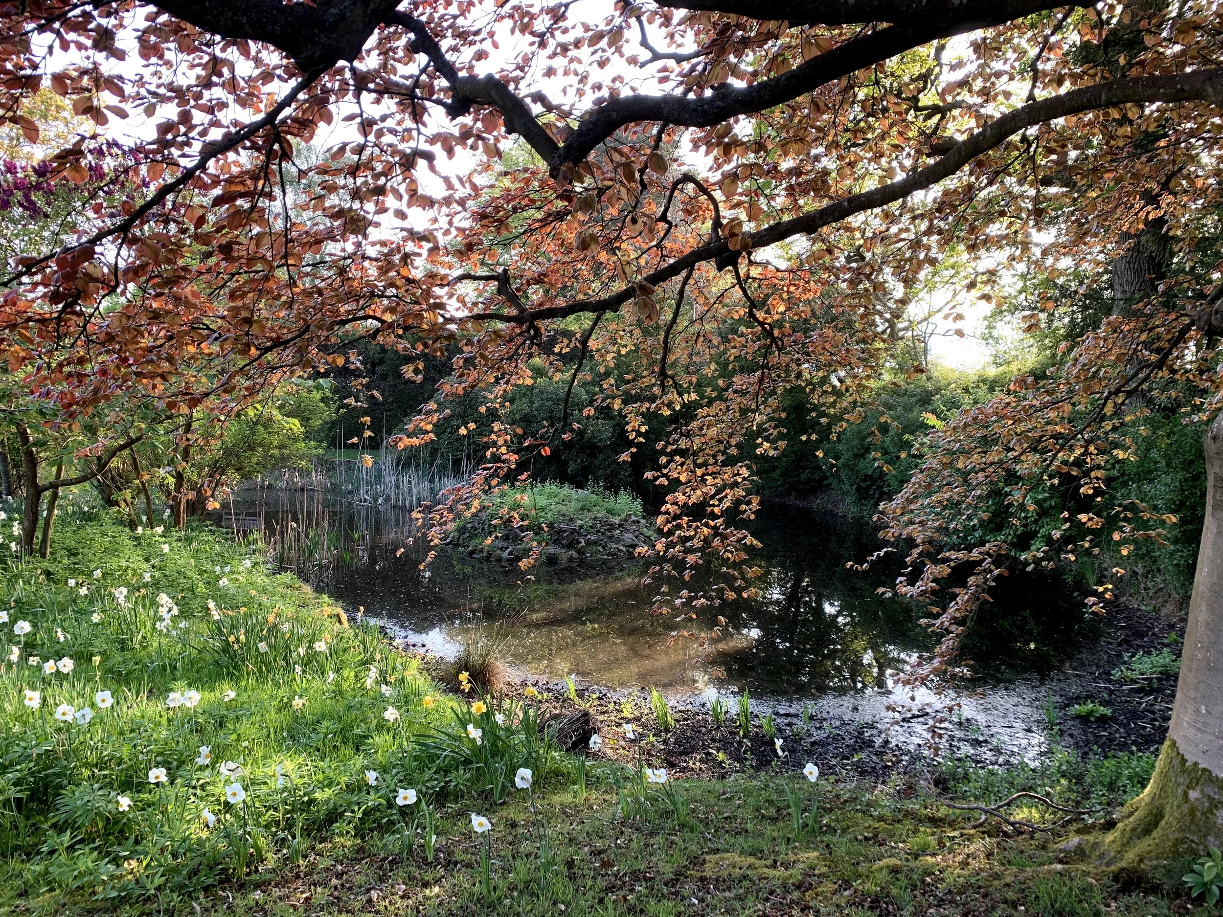 The lower pond in spring