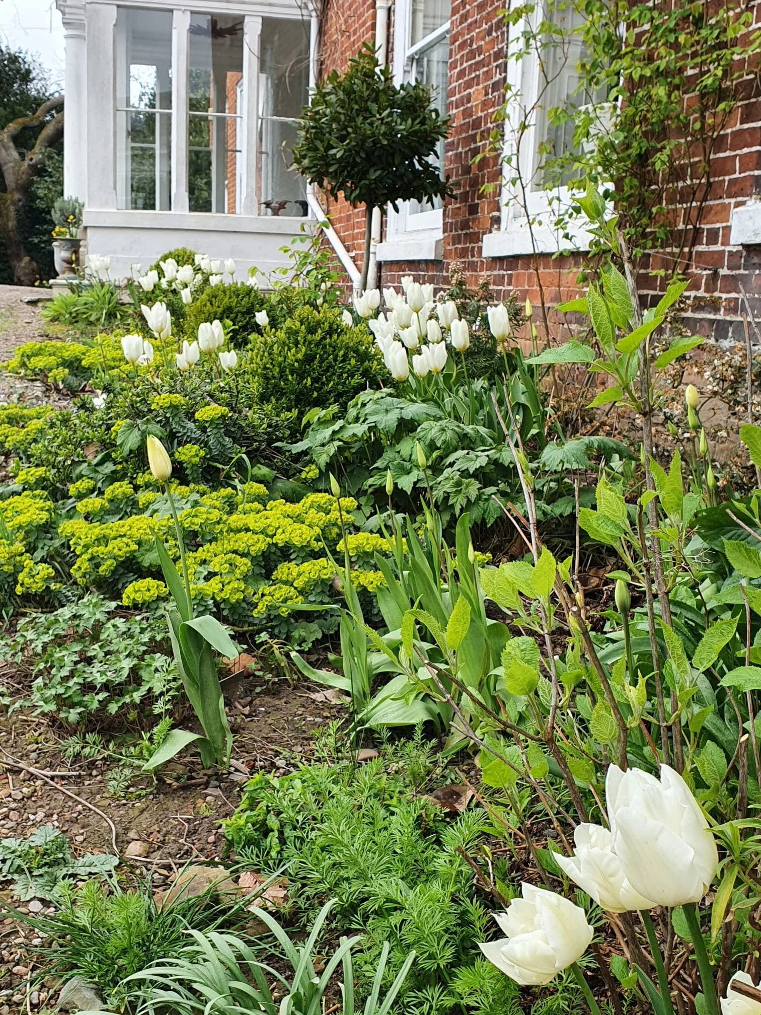 The white garden underneath the windows