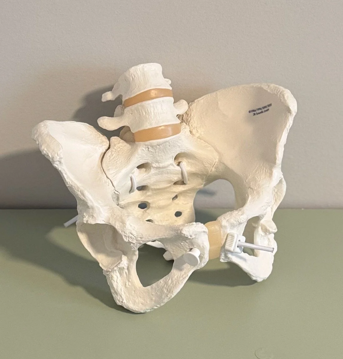 Photo of a pelvic model for pelvic floor physical therapy at Unbound Pelvis