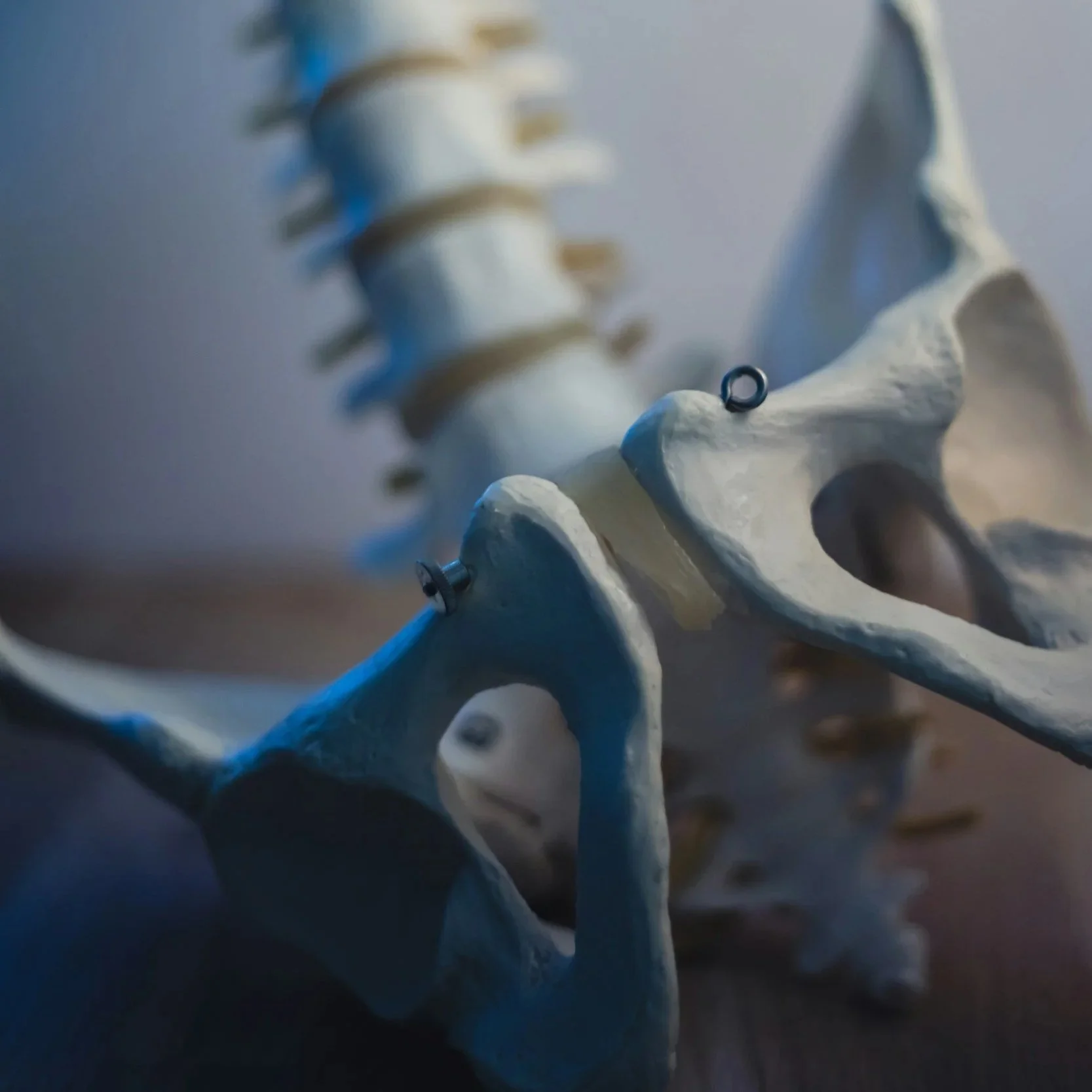 Anatomical model of the pelvis and spine used in pelvic physical therapy education