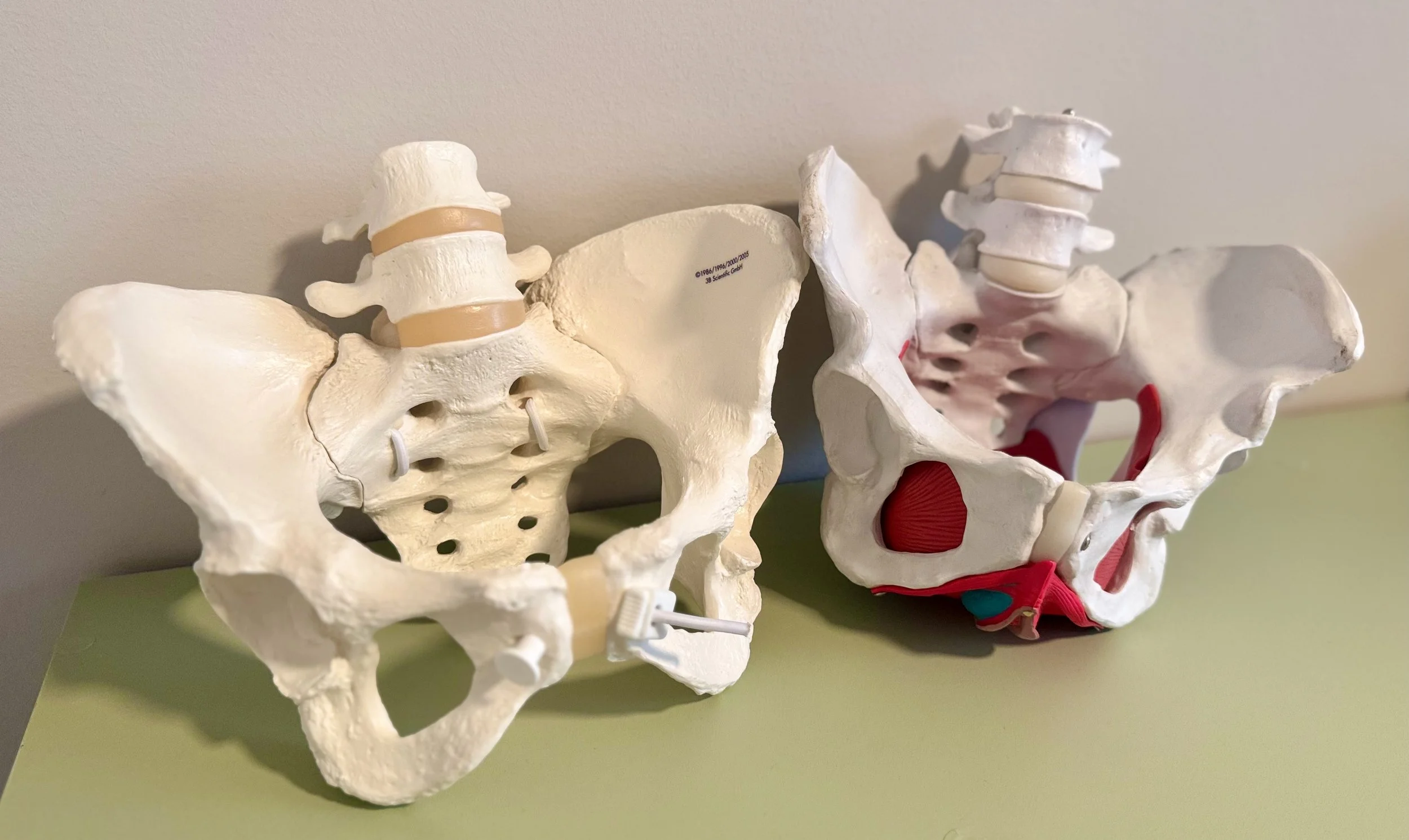 Pelvis and pelvic floor model at the unbound pelvis pelvic floor physical therapy clinic