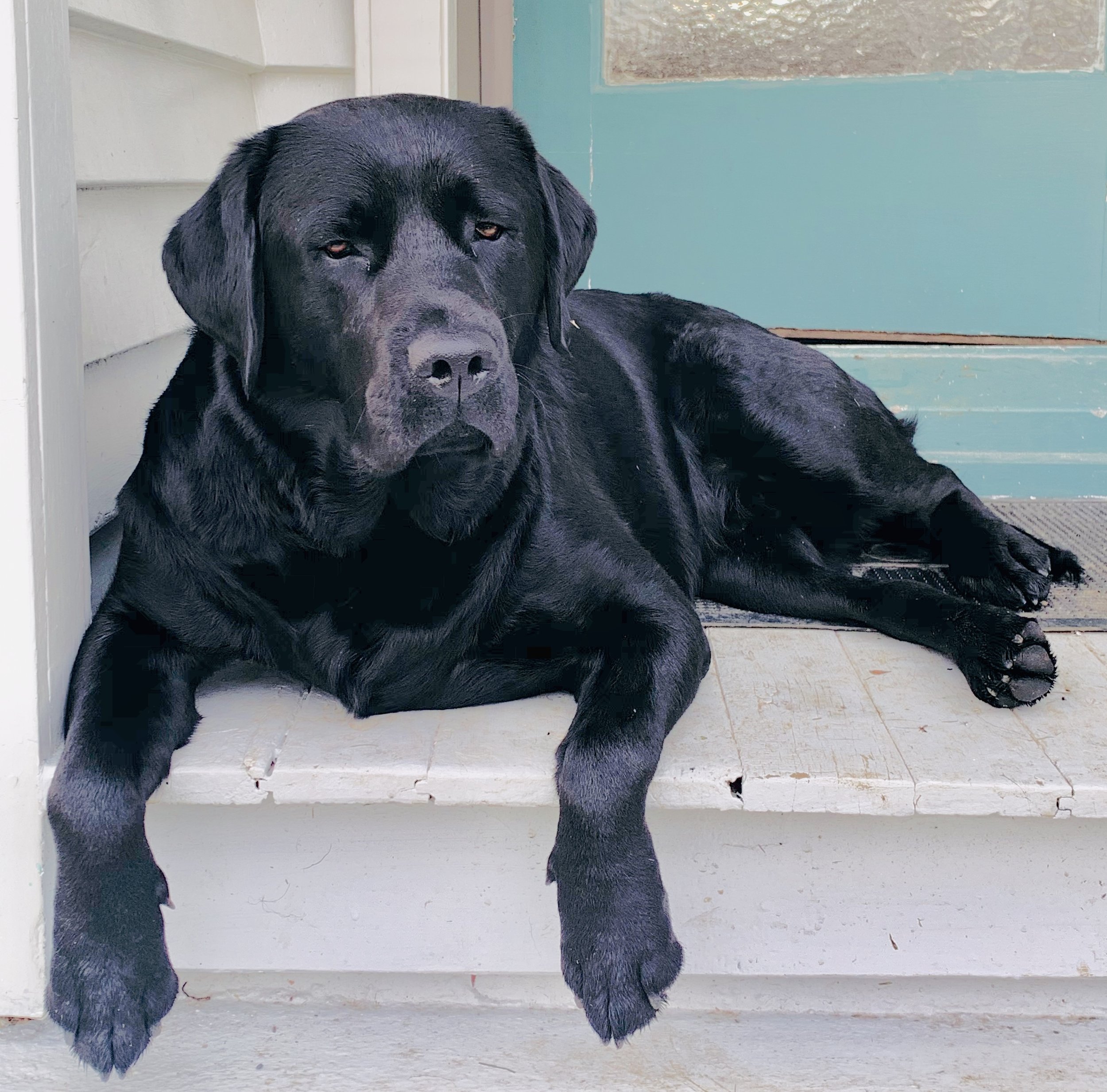 Dannikas black Labrador Retriever dog - Pat, lying on a front porch with a weathered wooden surface, next to a teal and beige door, gazing at the camera.