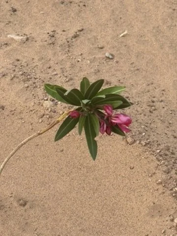 After the Rain, the Desert Blooms: Wildflowers at Arawan Luxury Desert Camp