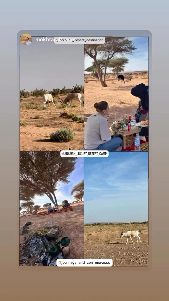 Collage of four images from a desert camp. The top left shows two white donkeys grazing on desert shrubs. The top right depicts a woman sitting on a rug having a meal, with a person beside her and a tree in the background. The bottom left shows peopl