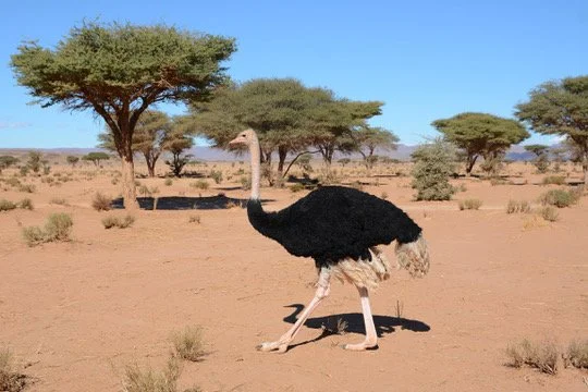 A wild North African ostrich walking across the open Sahara desert near Erg Lihoudi and M'hamid El Ghizlane, Morocco — Bad Boy, the free-roaming ostrich known to guests at Arawan Luxury Desert Camp
