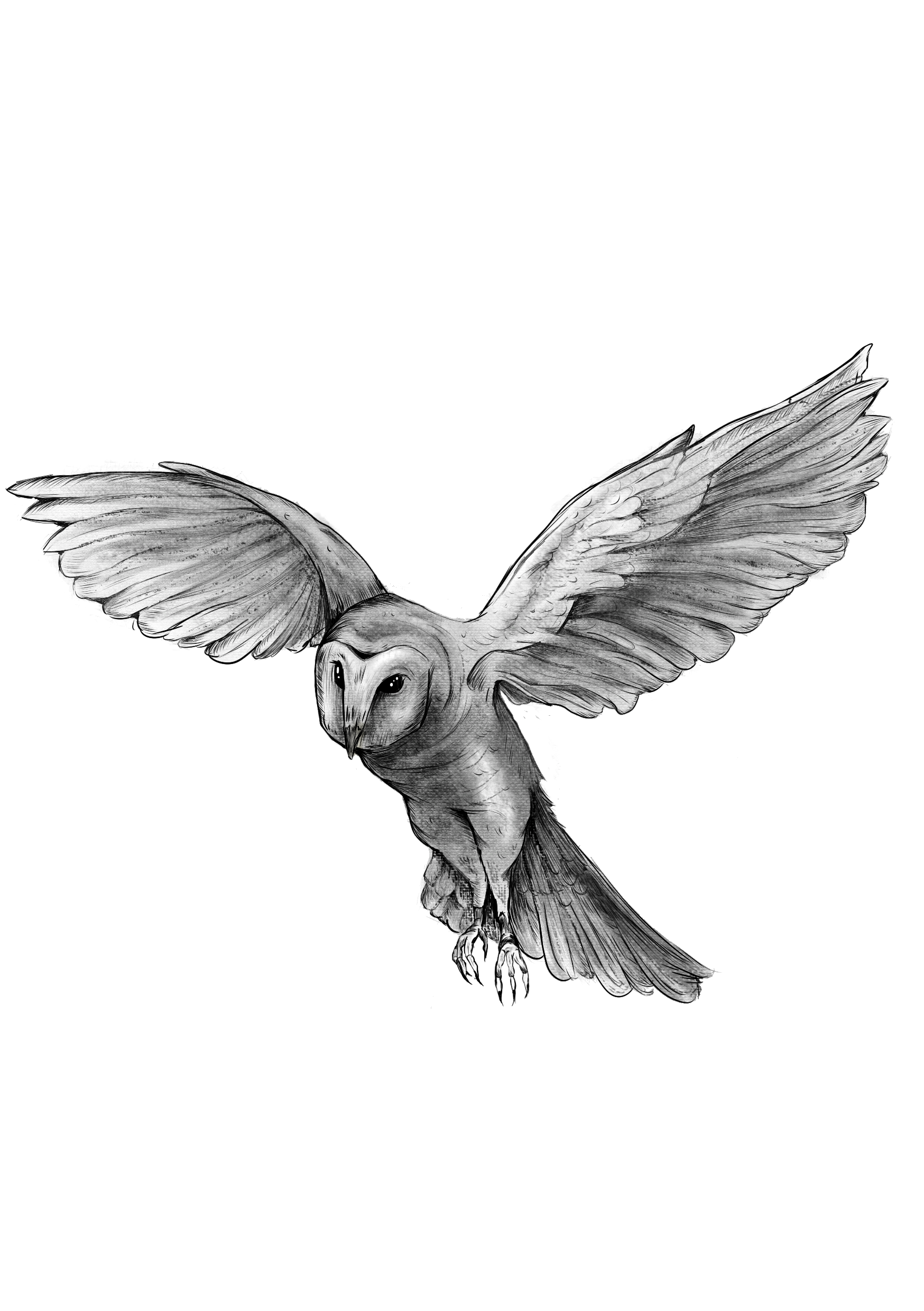 owl (20251017023955).png