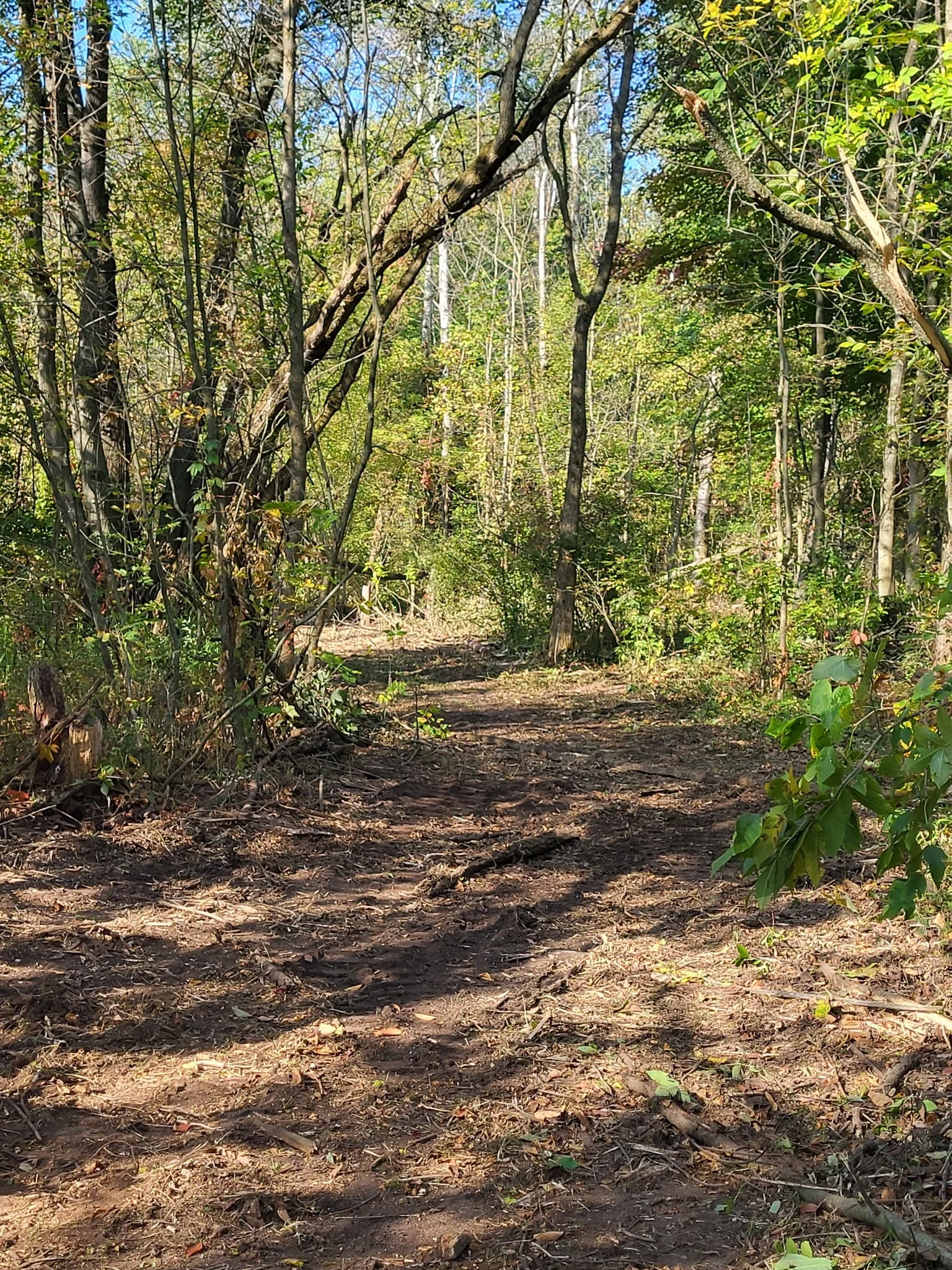 A dirt trail in a forested area with tall trees and green leaves, some branches arching overhead, sunlight filtering through the foliage, and a clear blue sky visible through the trees.