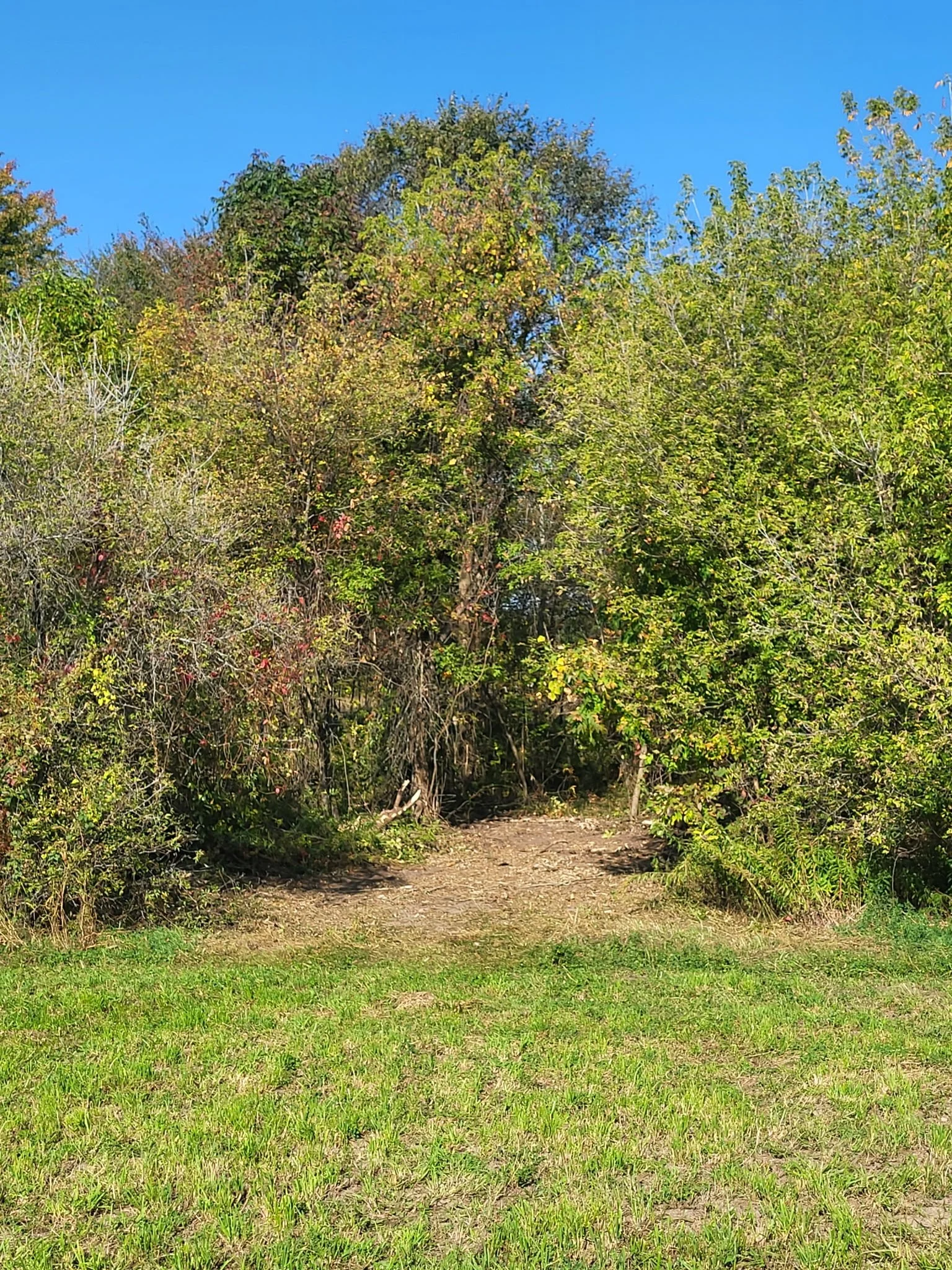 A grassy area in the foreground leading to a pathway surrounded by dense trees and bushes with green and fall-colored leaves, under a bright blue sky.