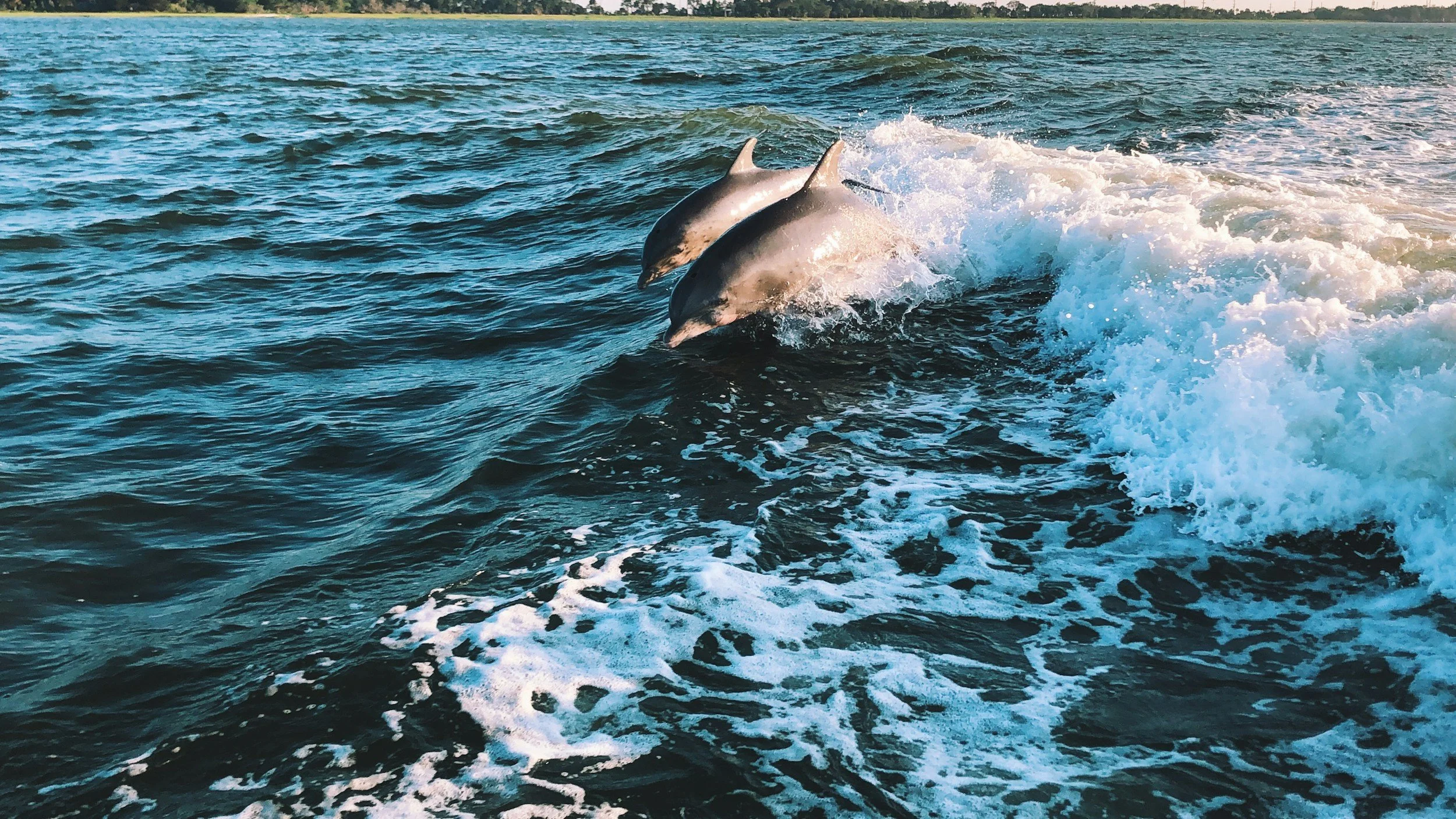 Two dolphins swimming above the water's surface, creating splashes and waves.