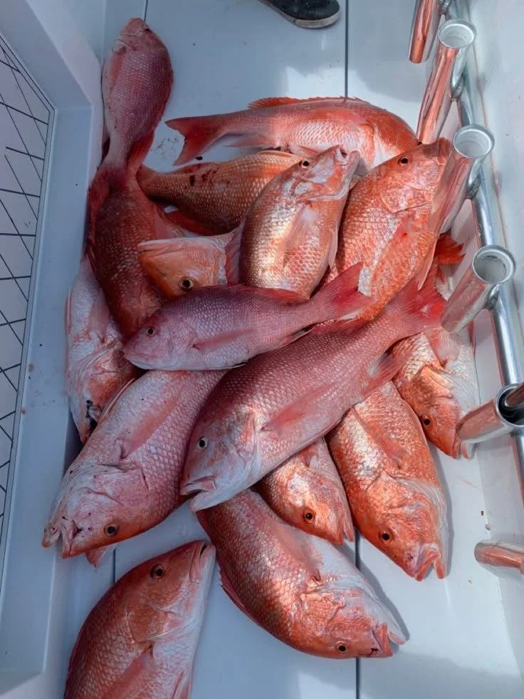A collection of freshly caught red snapper fish laid out in a white container.