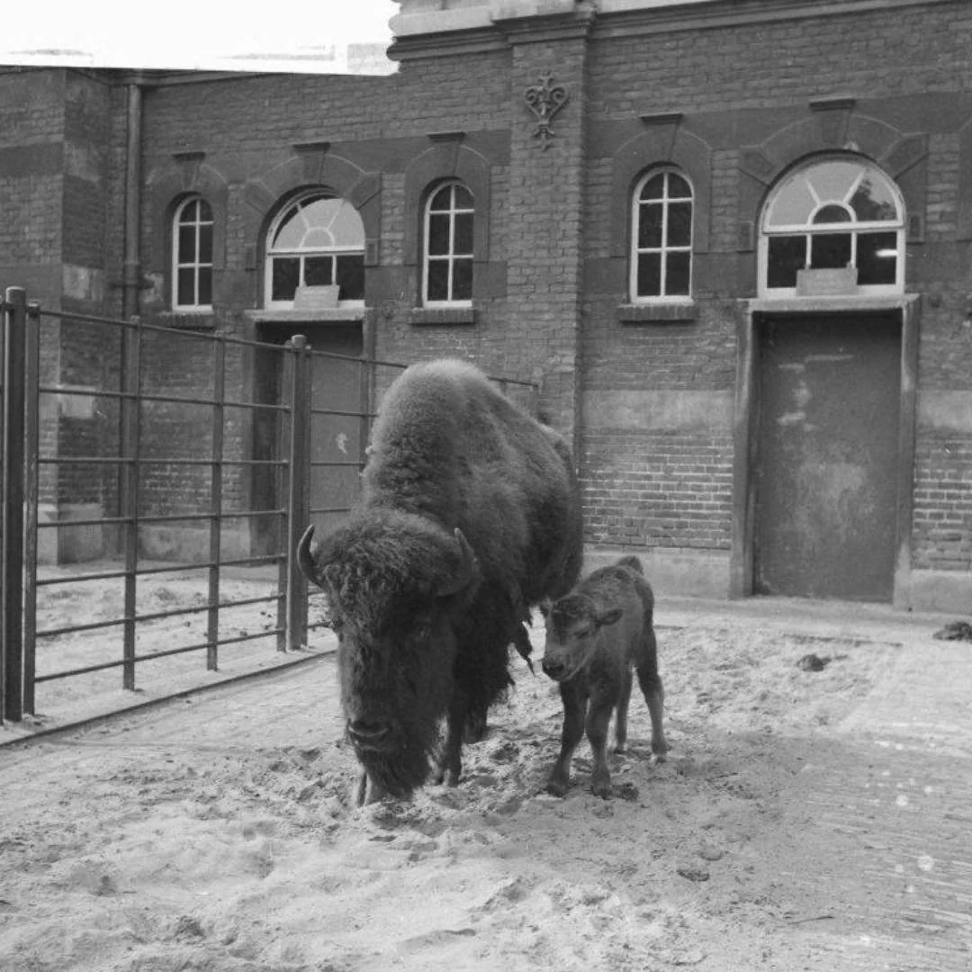 1961 &amp; Now: in this photo you see a bison and its calf in their enclosure in Artis Zoo. #thenandnowamsterdam
