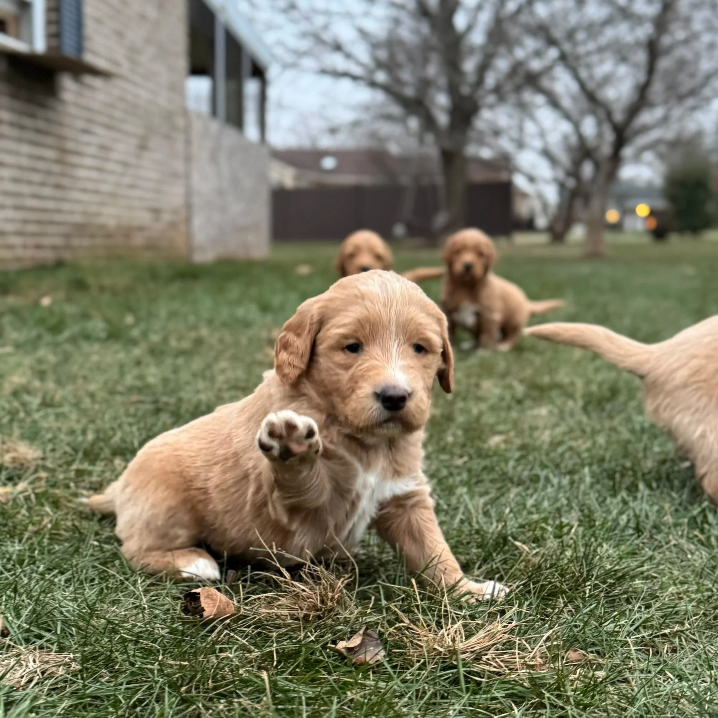 Mabel says hi!