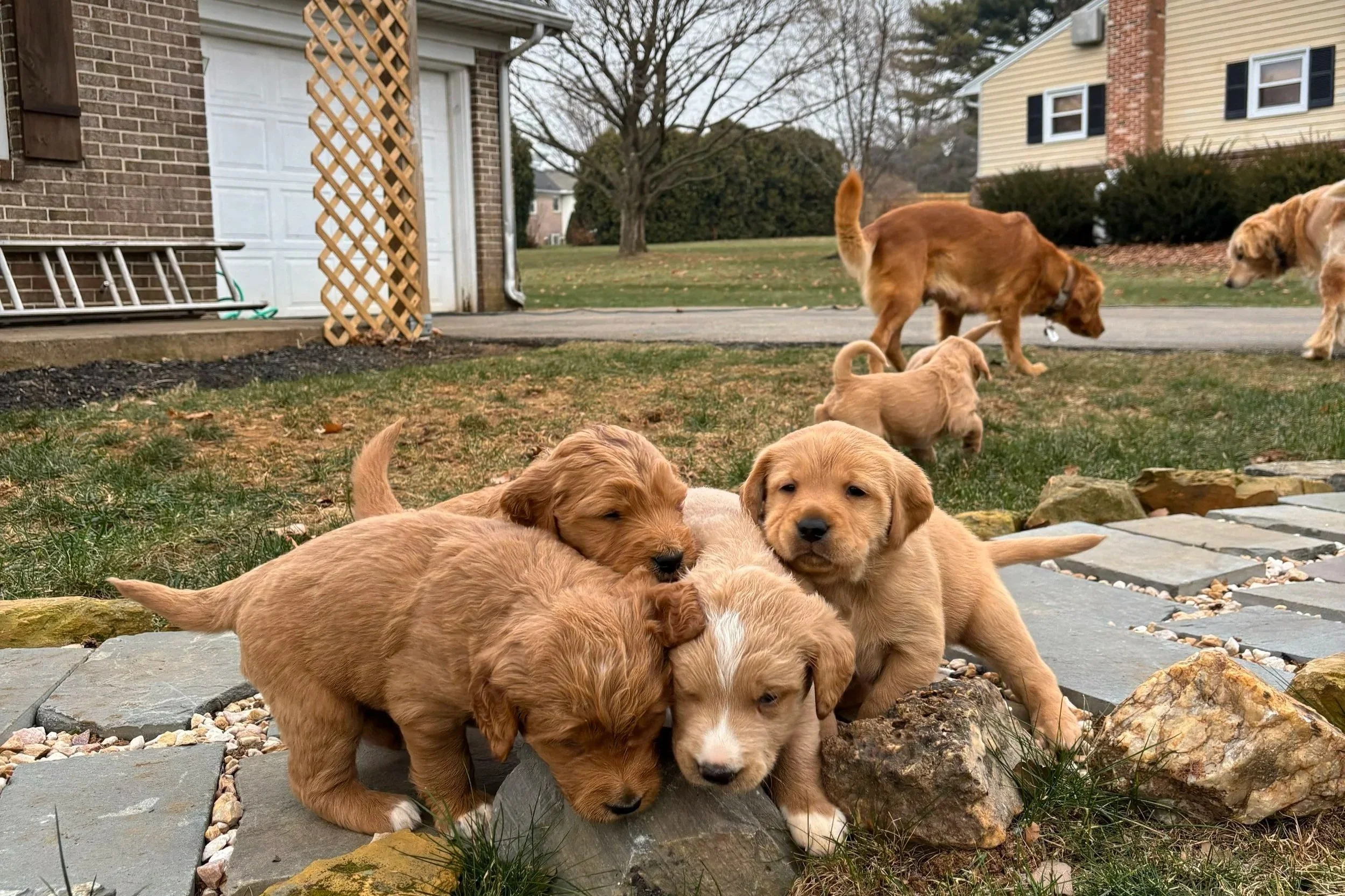 pups.jpg