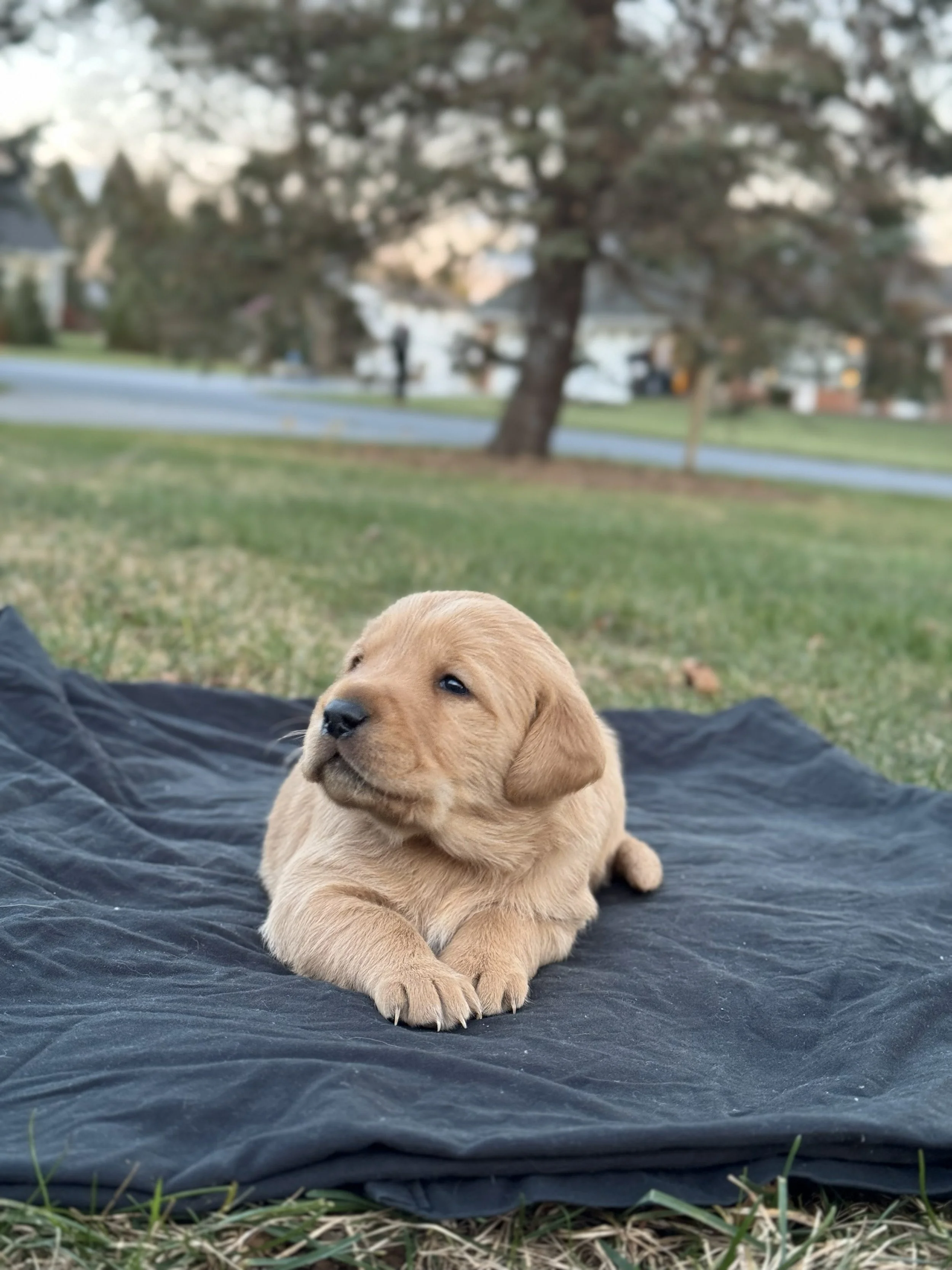 Honeybun modeling :)