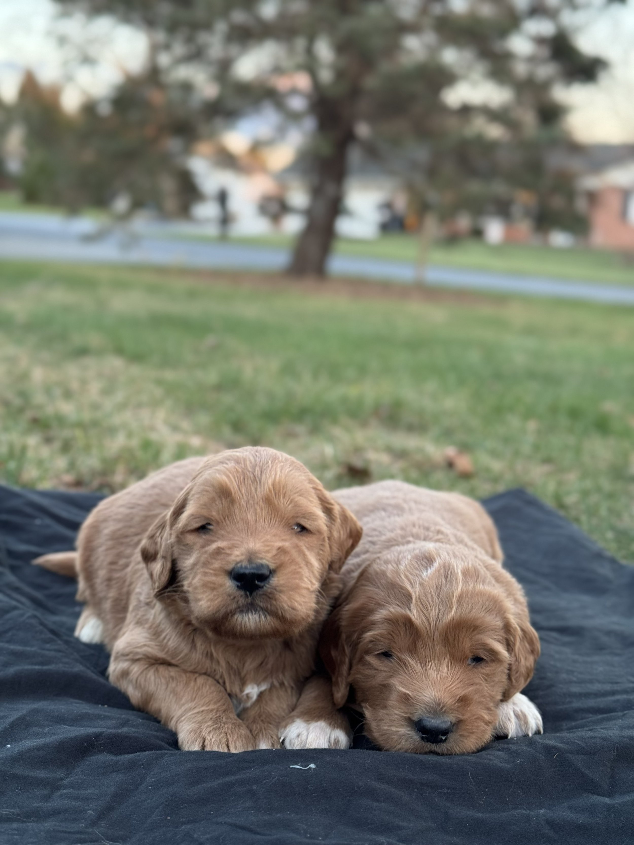 Hunter (left) and Aspen (right) loves snuggles❤️
