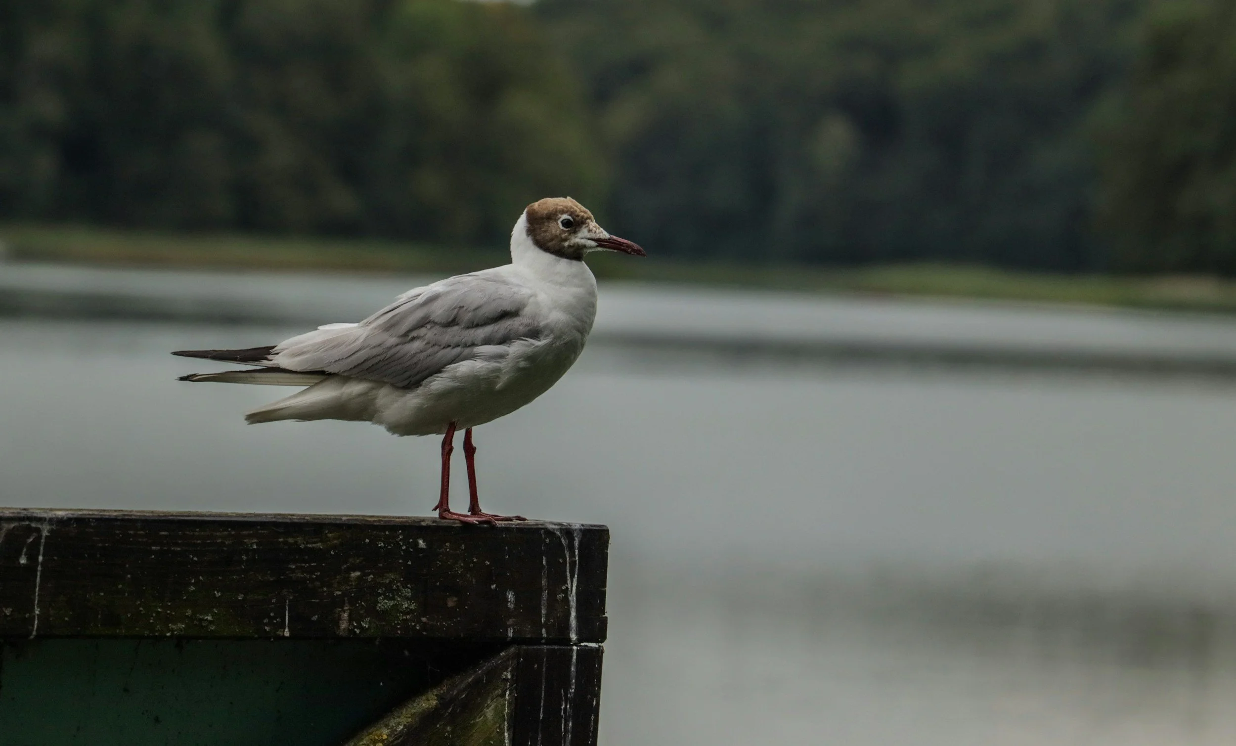 The Observer: Oriental Medicine as Phenomenology 