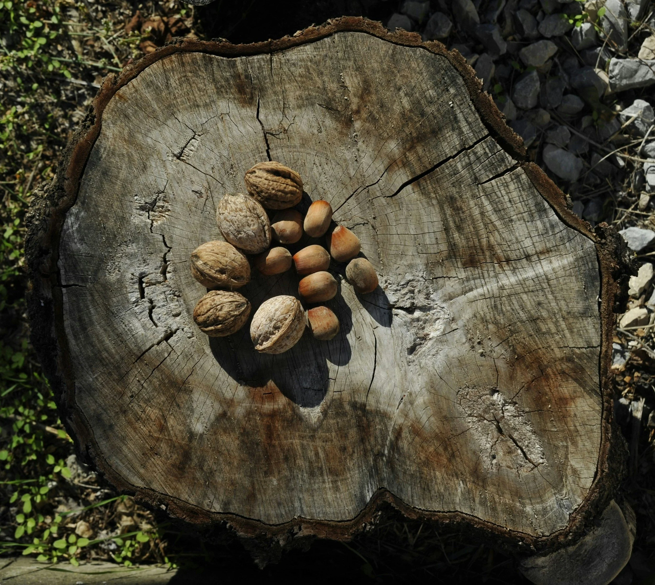 Acorn jelly        Dotori-muk