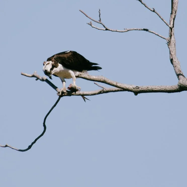 Osprey Lunch.jpg