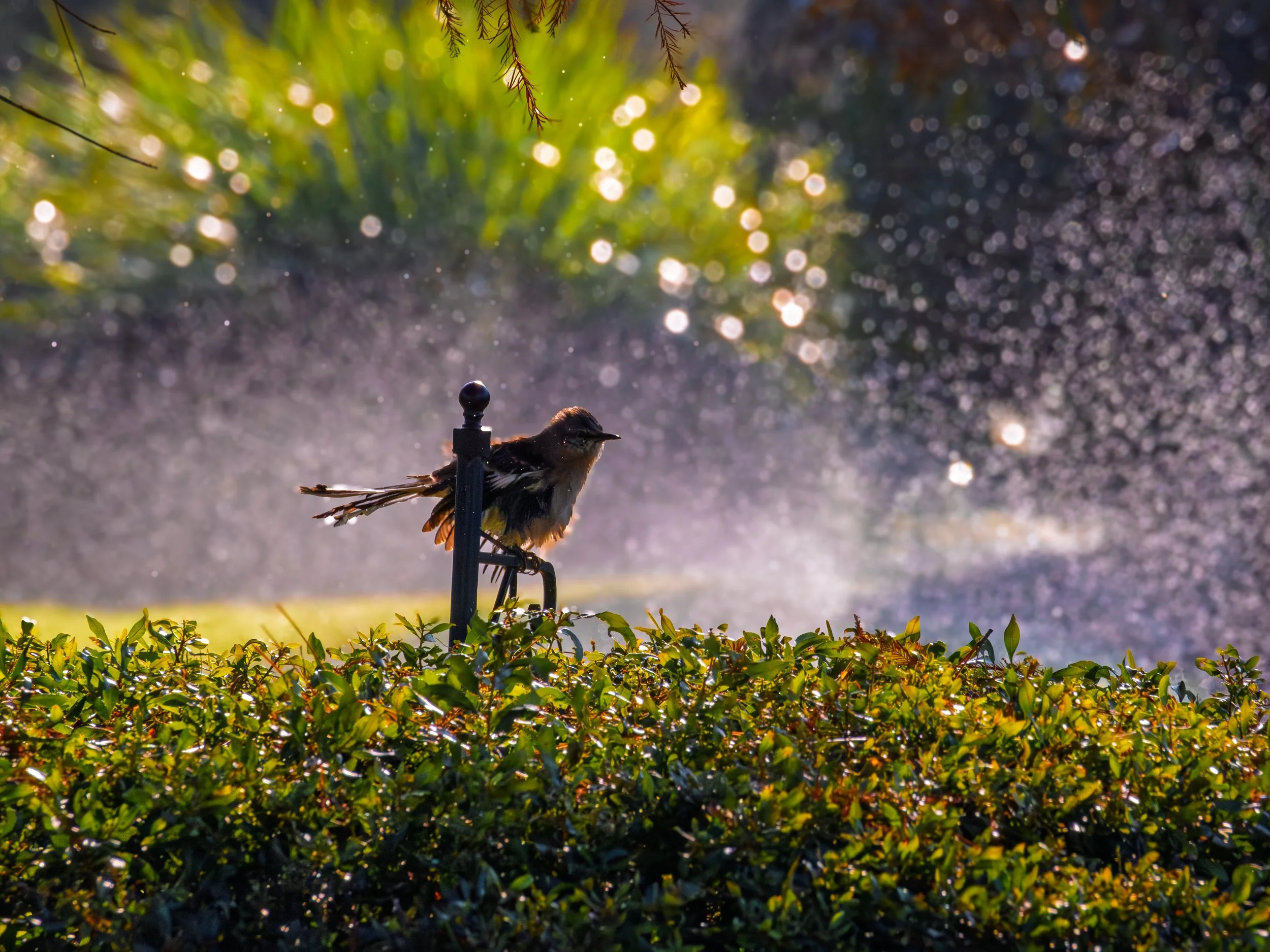 Sprinkler Bird.JPG