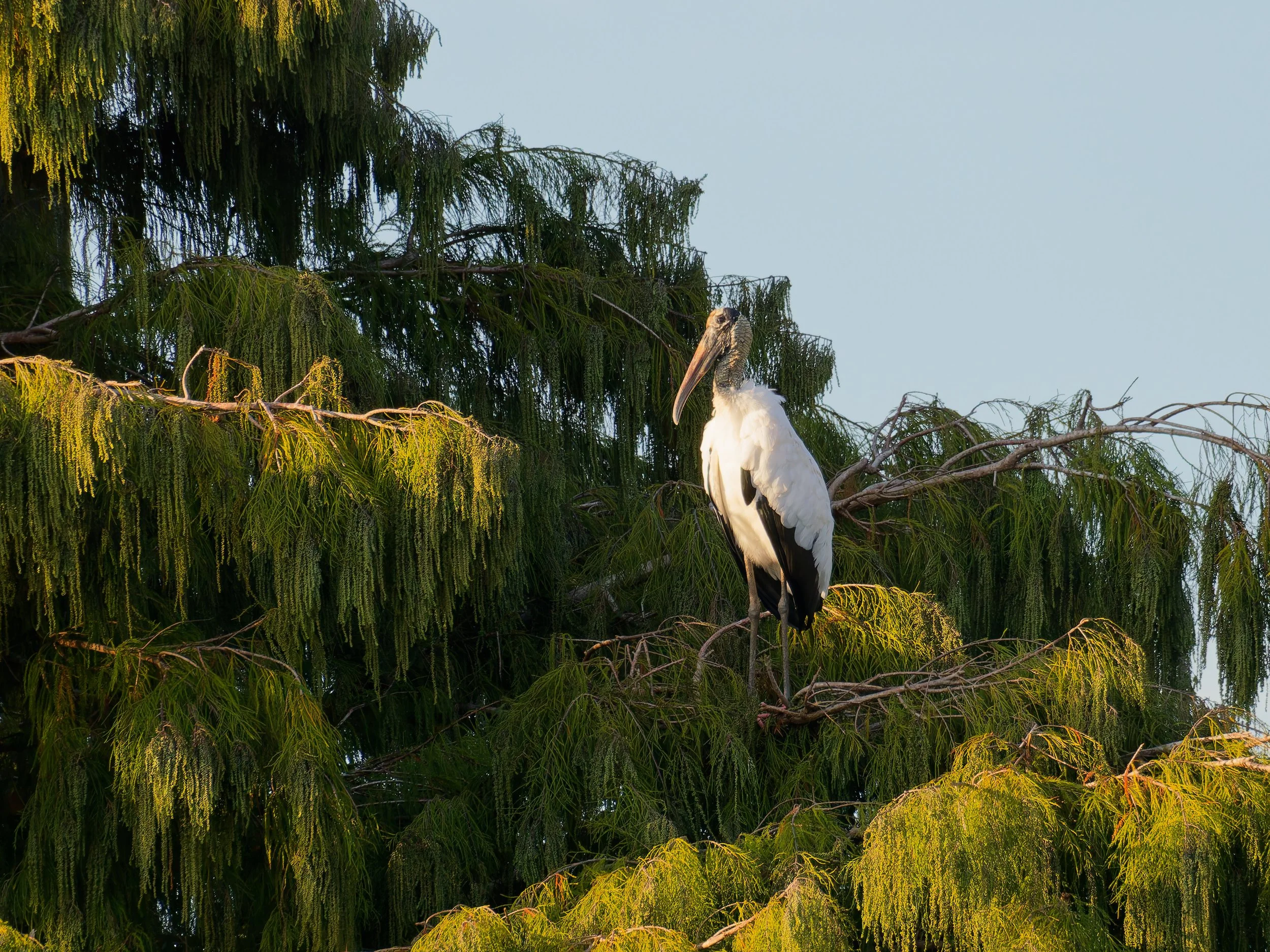 PC192229_DxO.jpg