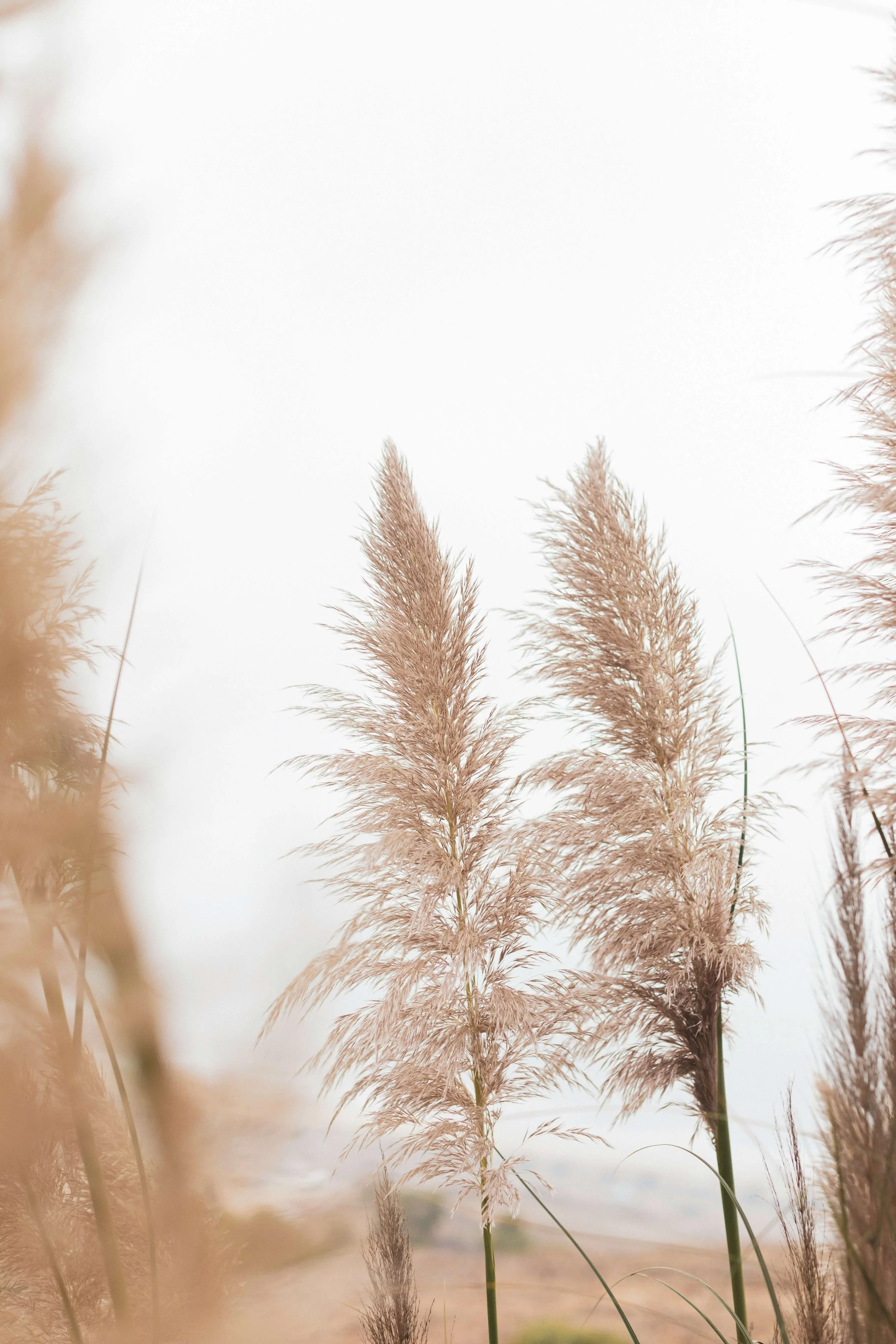 Tall beige pampas grass plants swaying in the wind against a bright, cloudy sky.