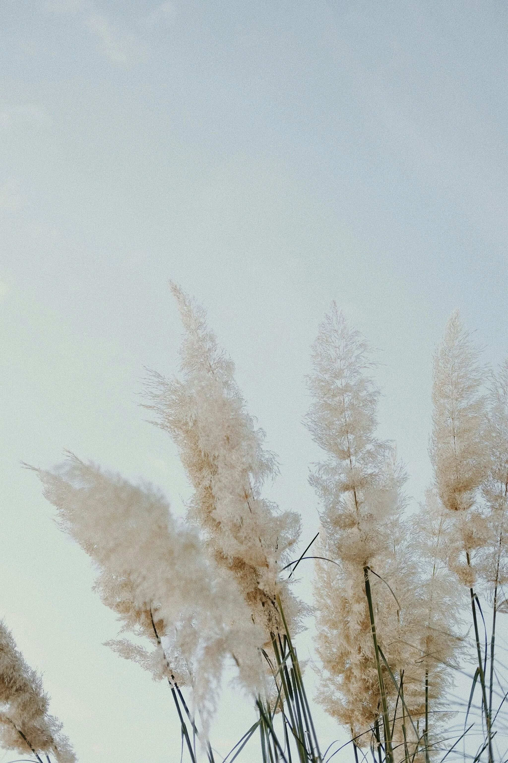 Tall beige pampas grass flowers against a pale blue sky.
