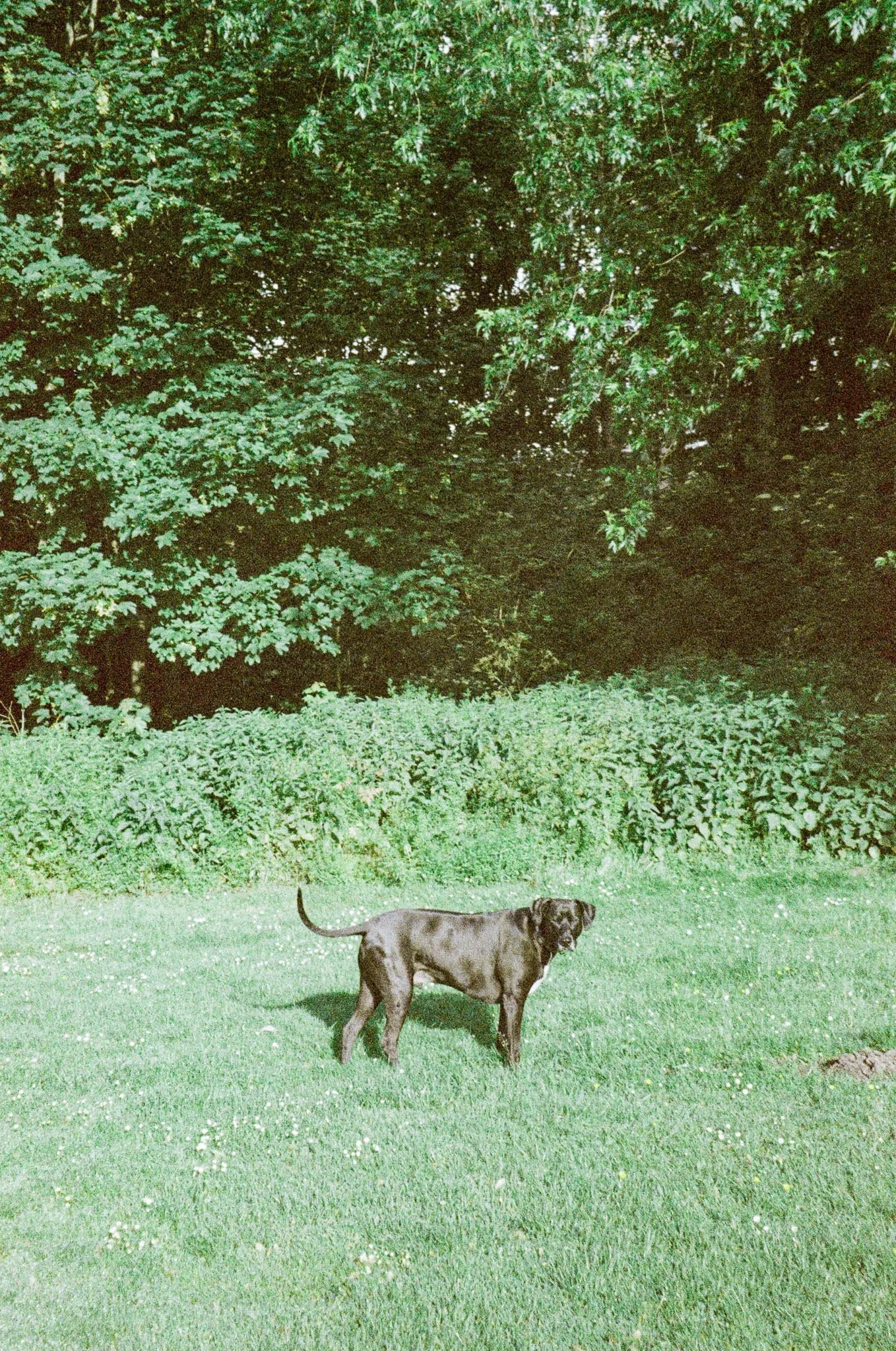 A black dog standing on green grass in front of a dense background of trees and shrubs.