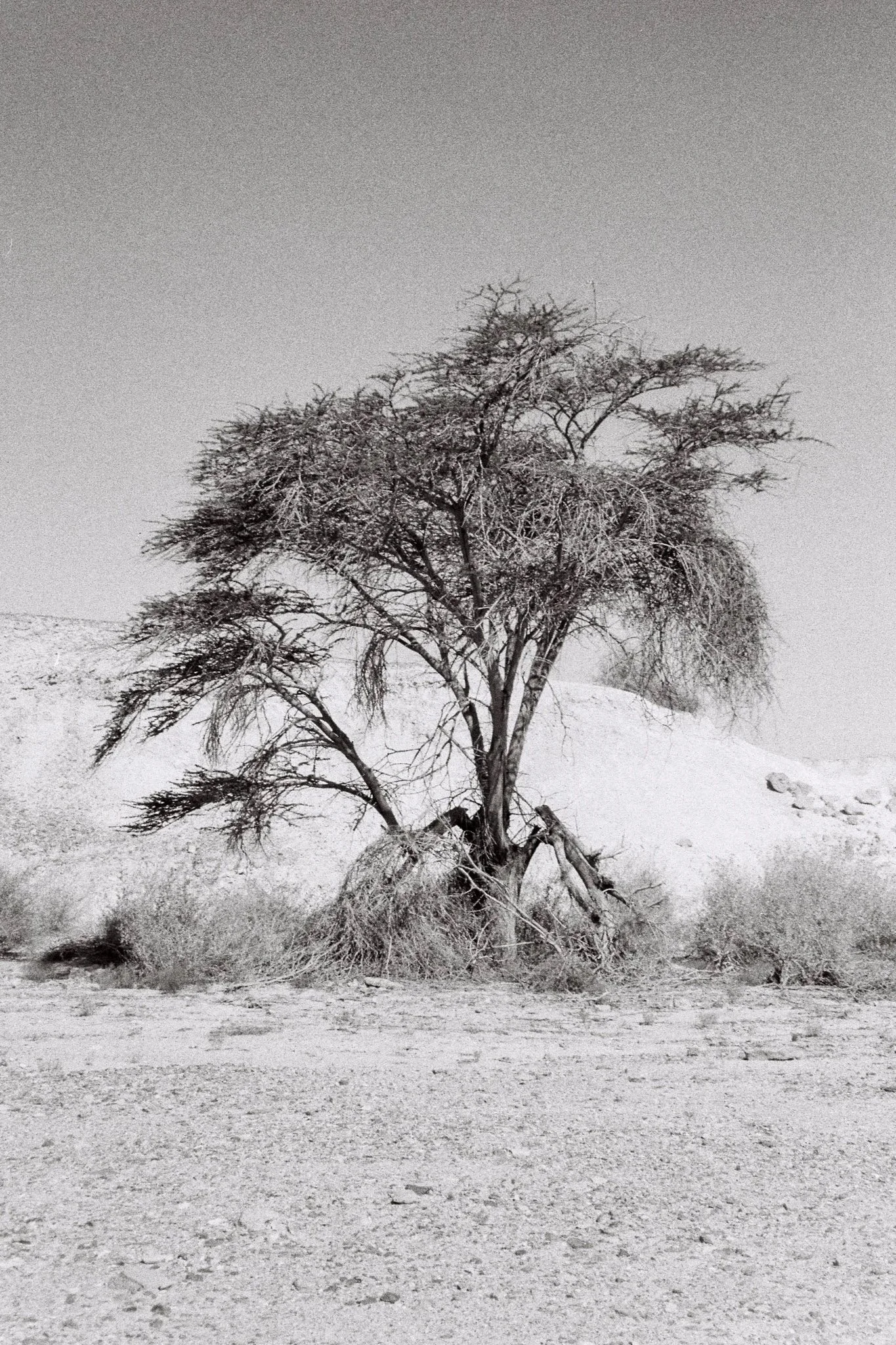 A solitary, leafless tree stands in a barren, desert landscape with sand and sparse vegetation, under a clear sky.