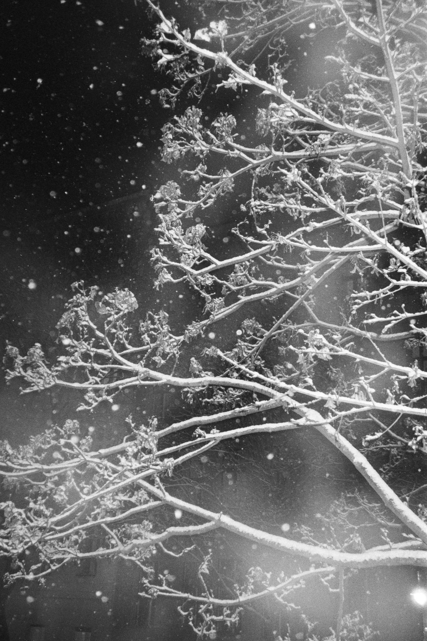 From a Schneebaum to a Livne and Back Again