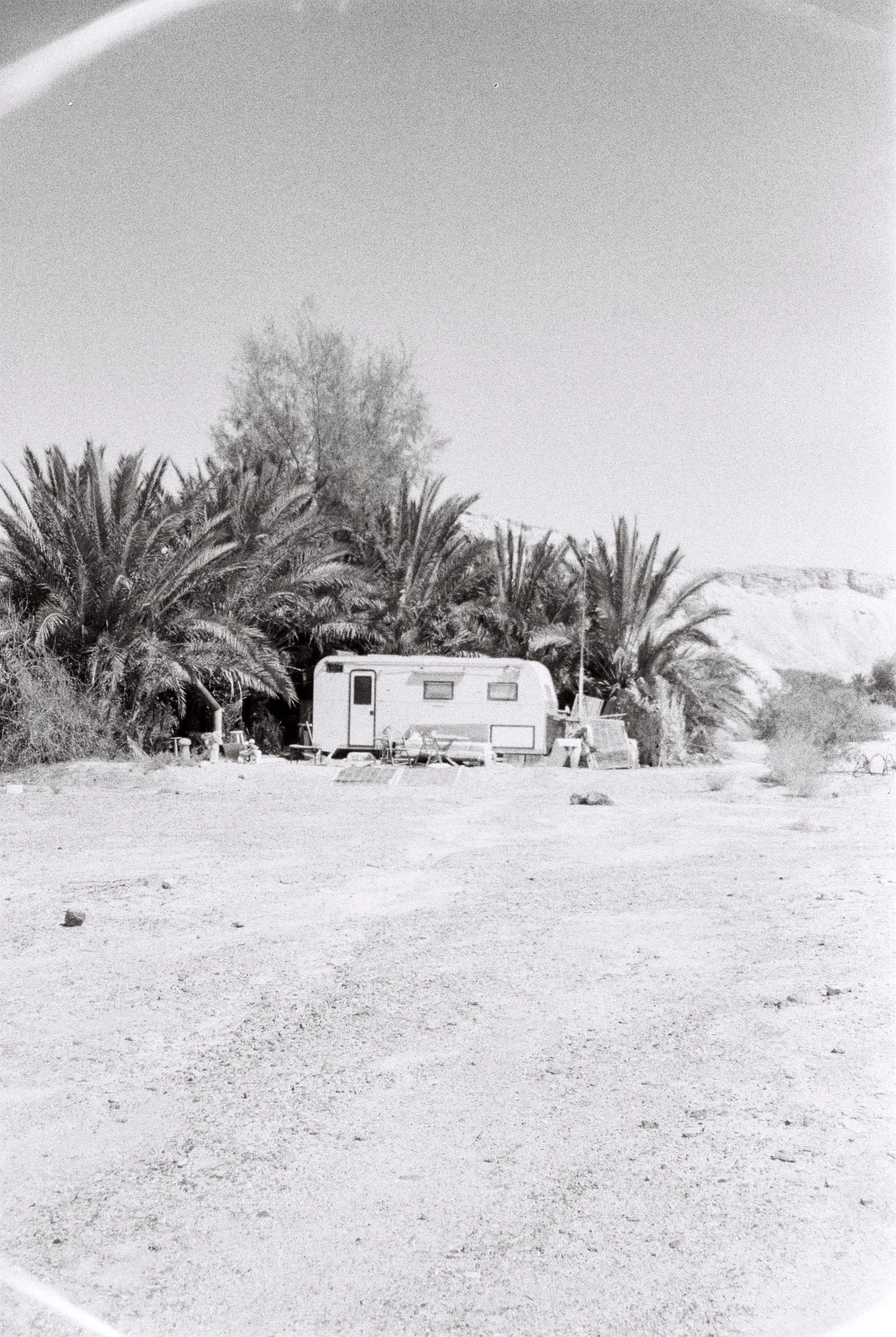 A caravan parked amidst palm trees in a desert landscape.