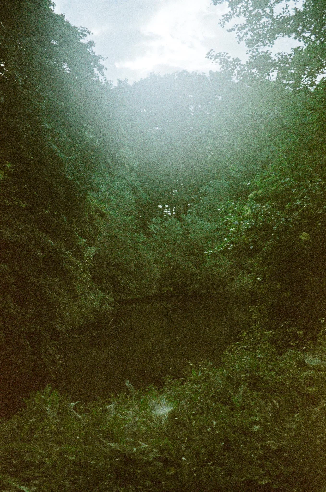 A forest scene with dense foliage, a small dark creek, and sunlight filtering through the trees.