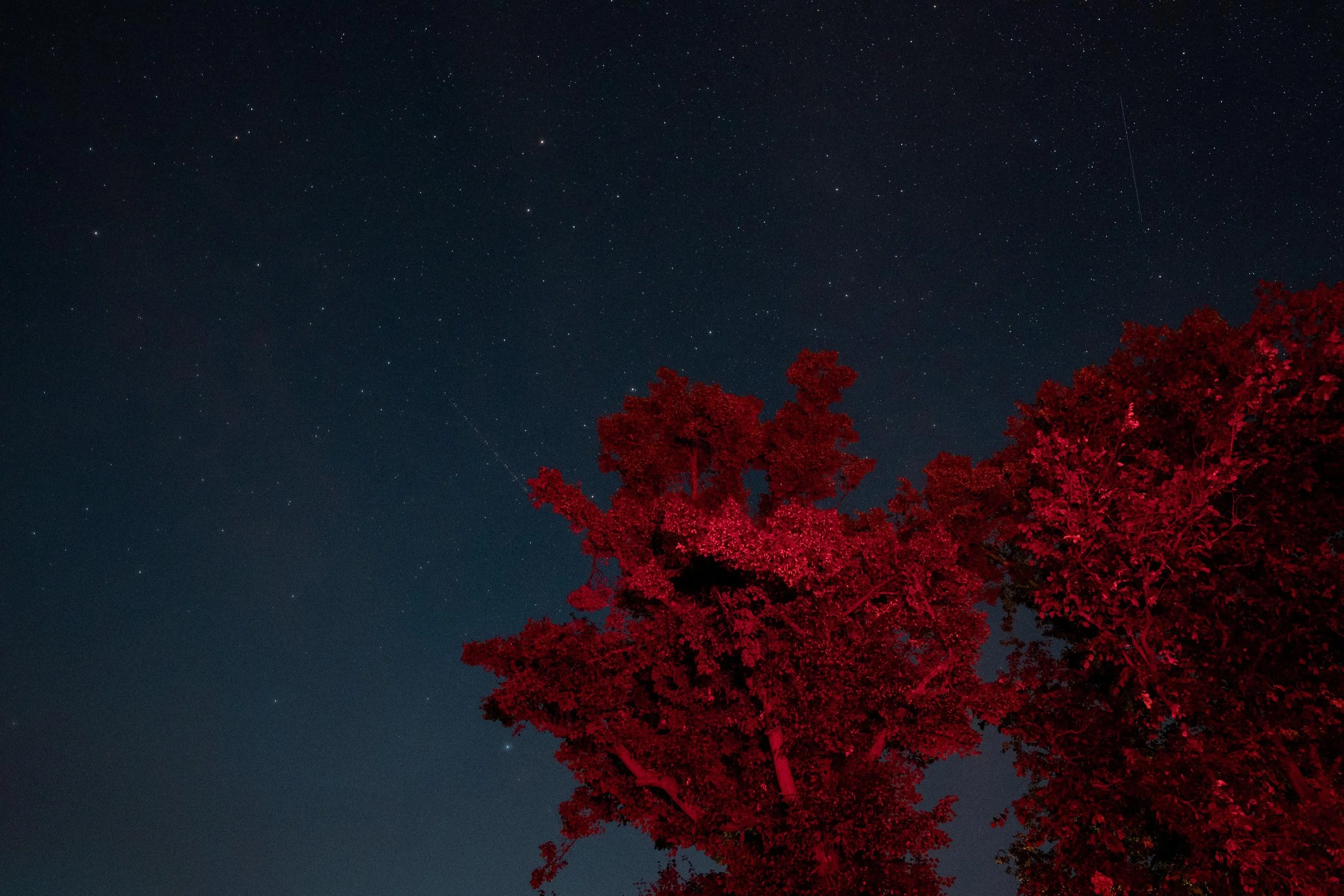 Night sky filled with stars above a tree illuminated in red.
